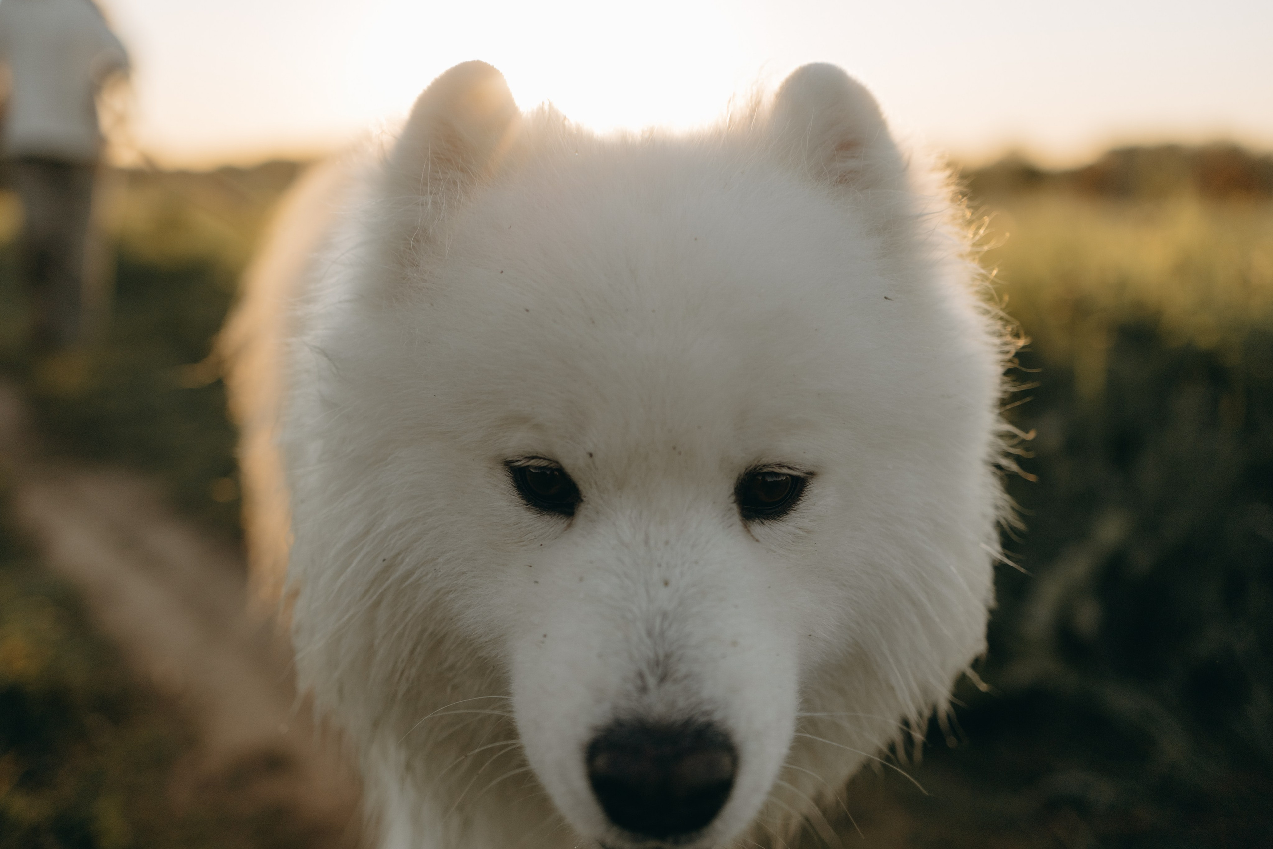 Танго и его семья. Фотограф — Анималист | Санкт-Петербург
