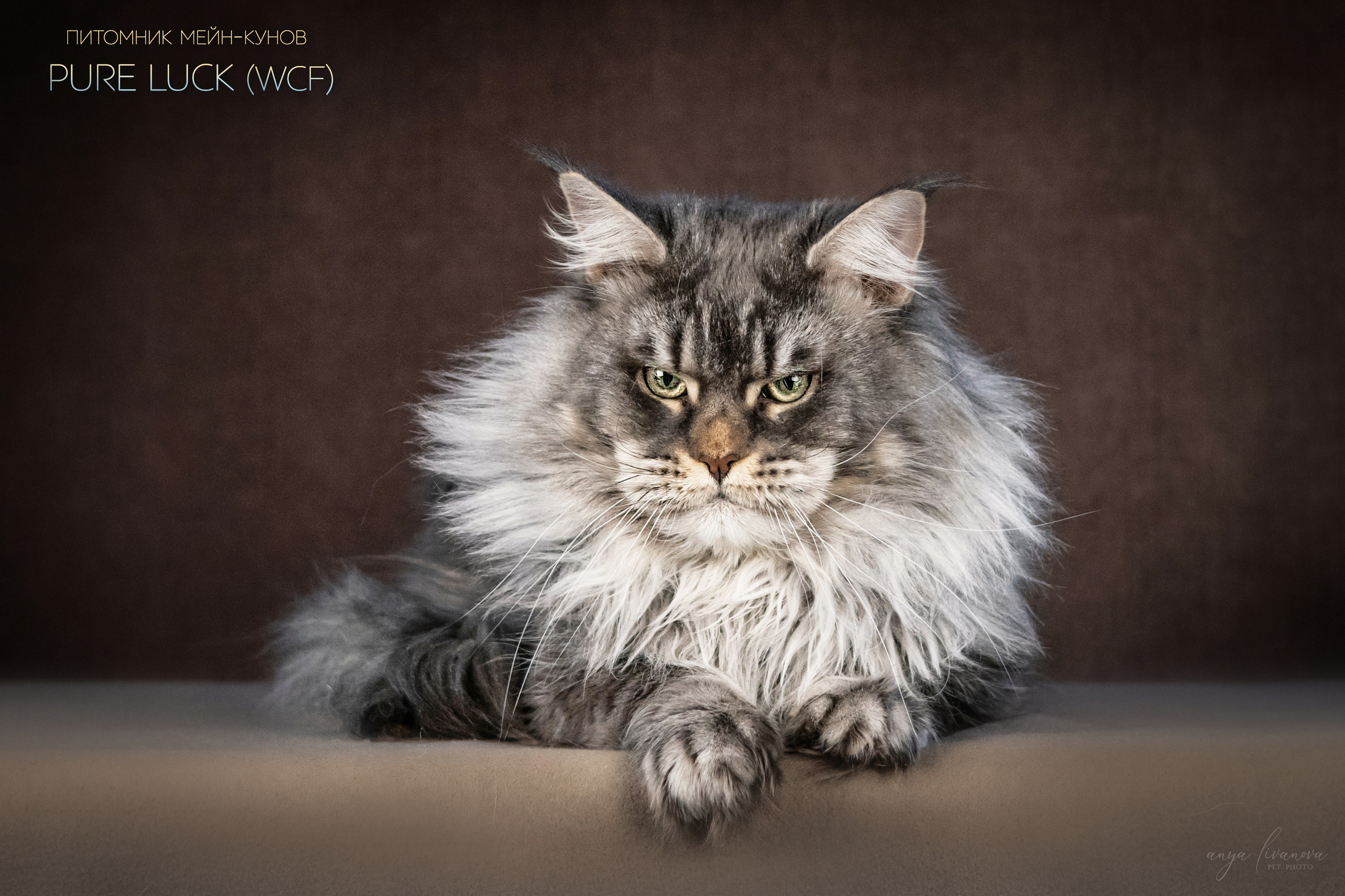 Мейнкуны. Фотограф анималист Аня Ливанова | Рыбинск