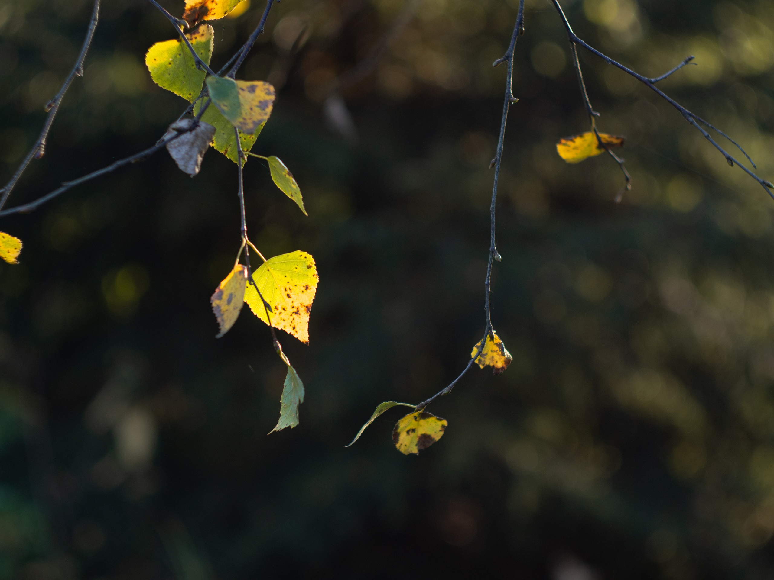 20230923-25 Родники. Дмитрий Ремизов. Фотография, как хобби