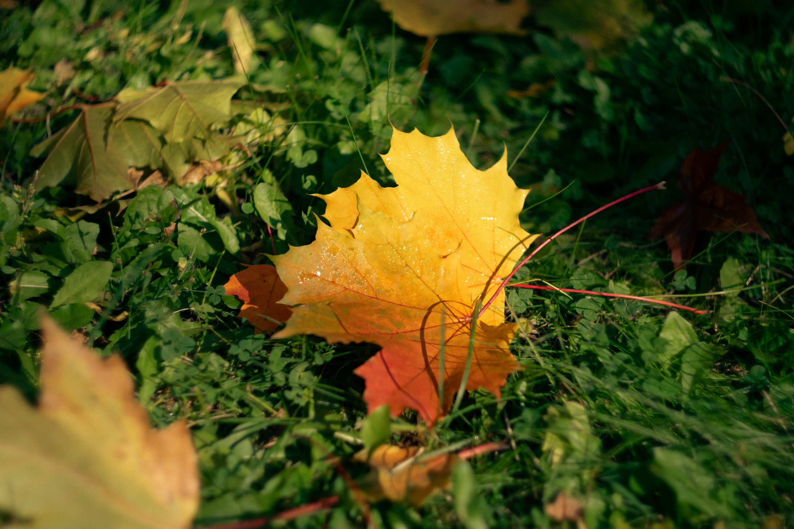 20211003 Поклонка. Дмитрий Ремизов. Фотография, как хобби