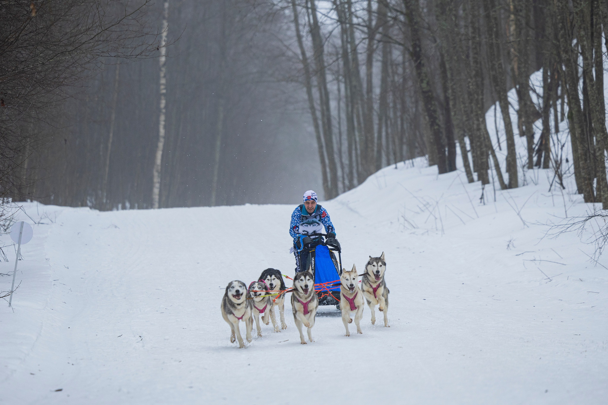 Зимний Чемпионат Санкт-Петербурга по ездовому спорту. Фотограф-анималист Анна Маринич