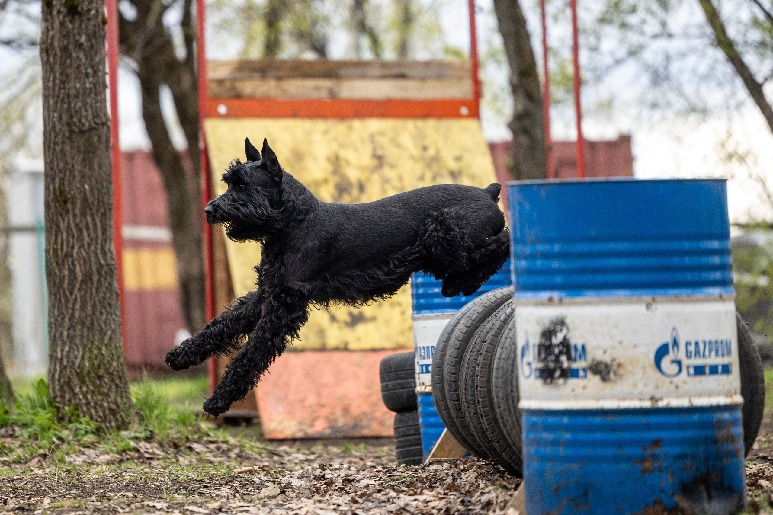 Квалификационные состязания по мондьорингу г. Вологда 11.05.24. Фотограф-анималист Анна Маринич