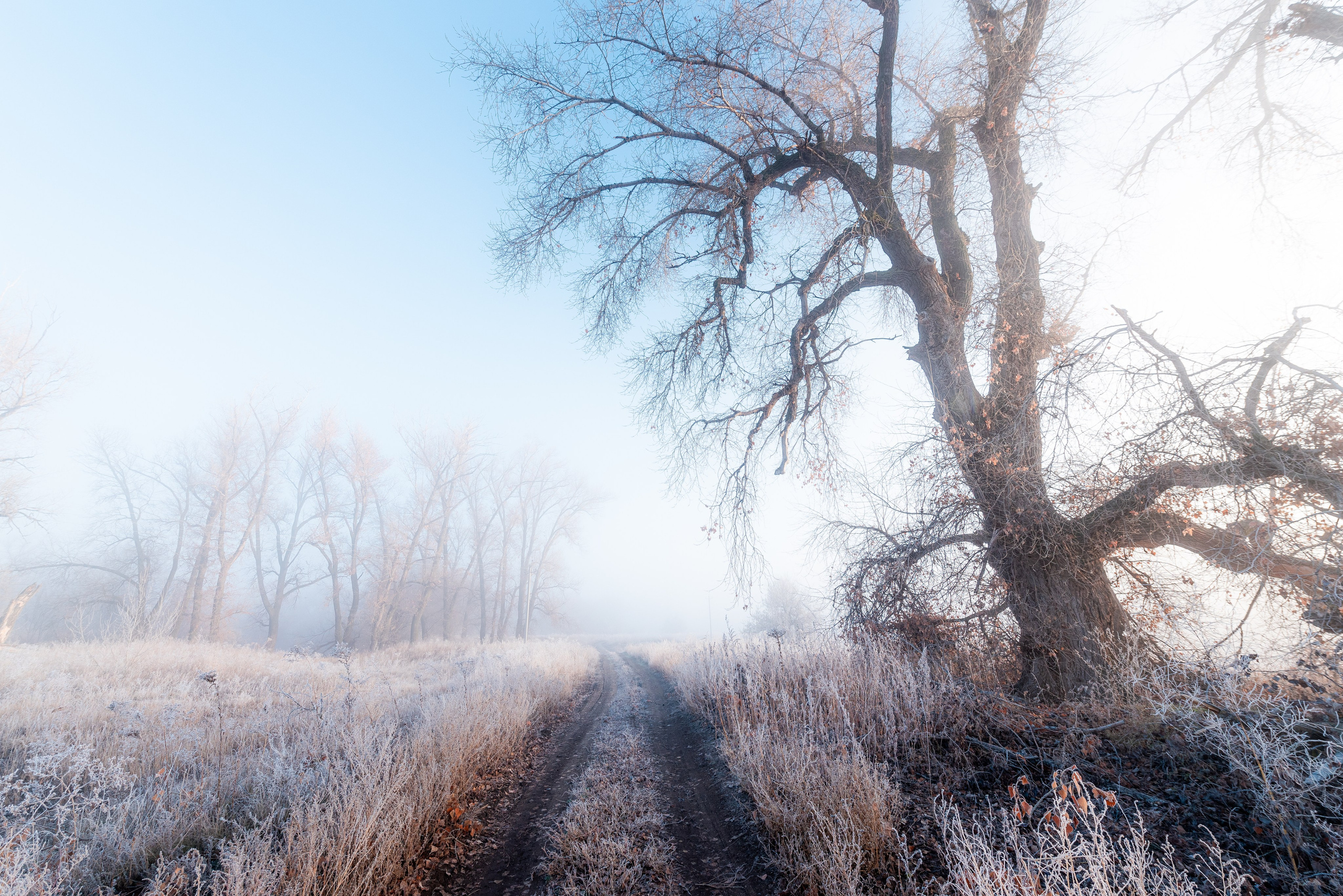 Фотографии утреннего тумана под Волжским. Фотограф в Волгограде и Волжском Александр Горбань