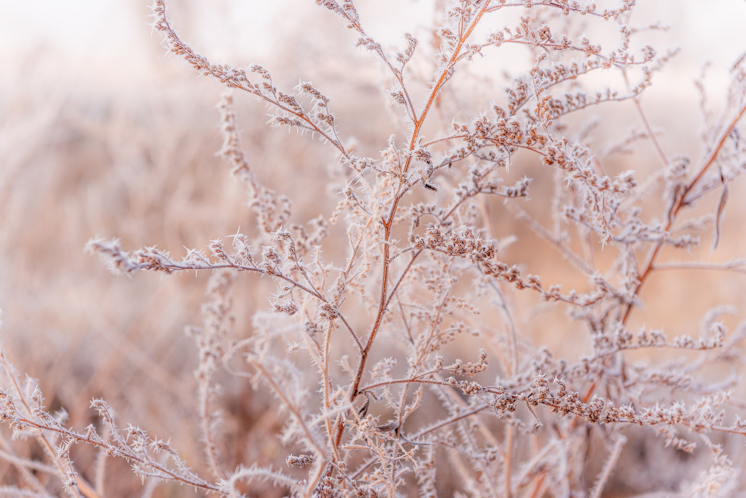 Фотографии утреннего тумана под Волжским. Фотограф в Волгограде и Волжском Александр Горбань