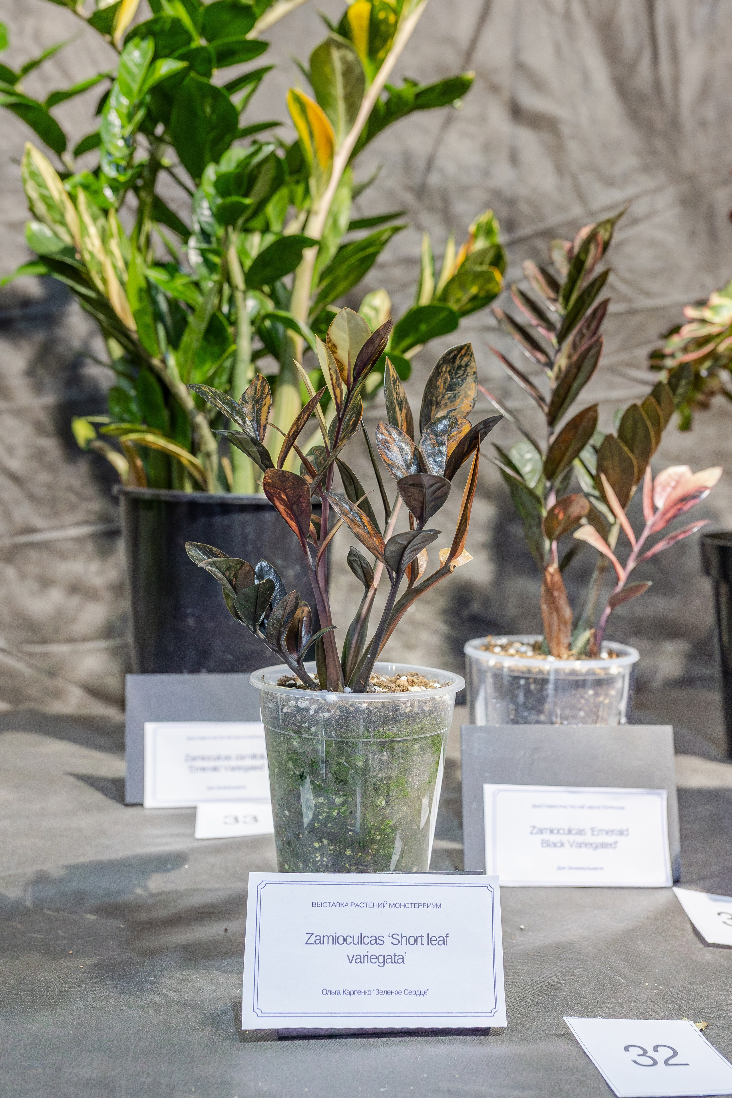 Монстериум апрель 2026. Александра Куликова фотограф, Москва