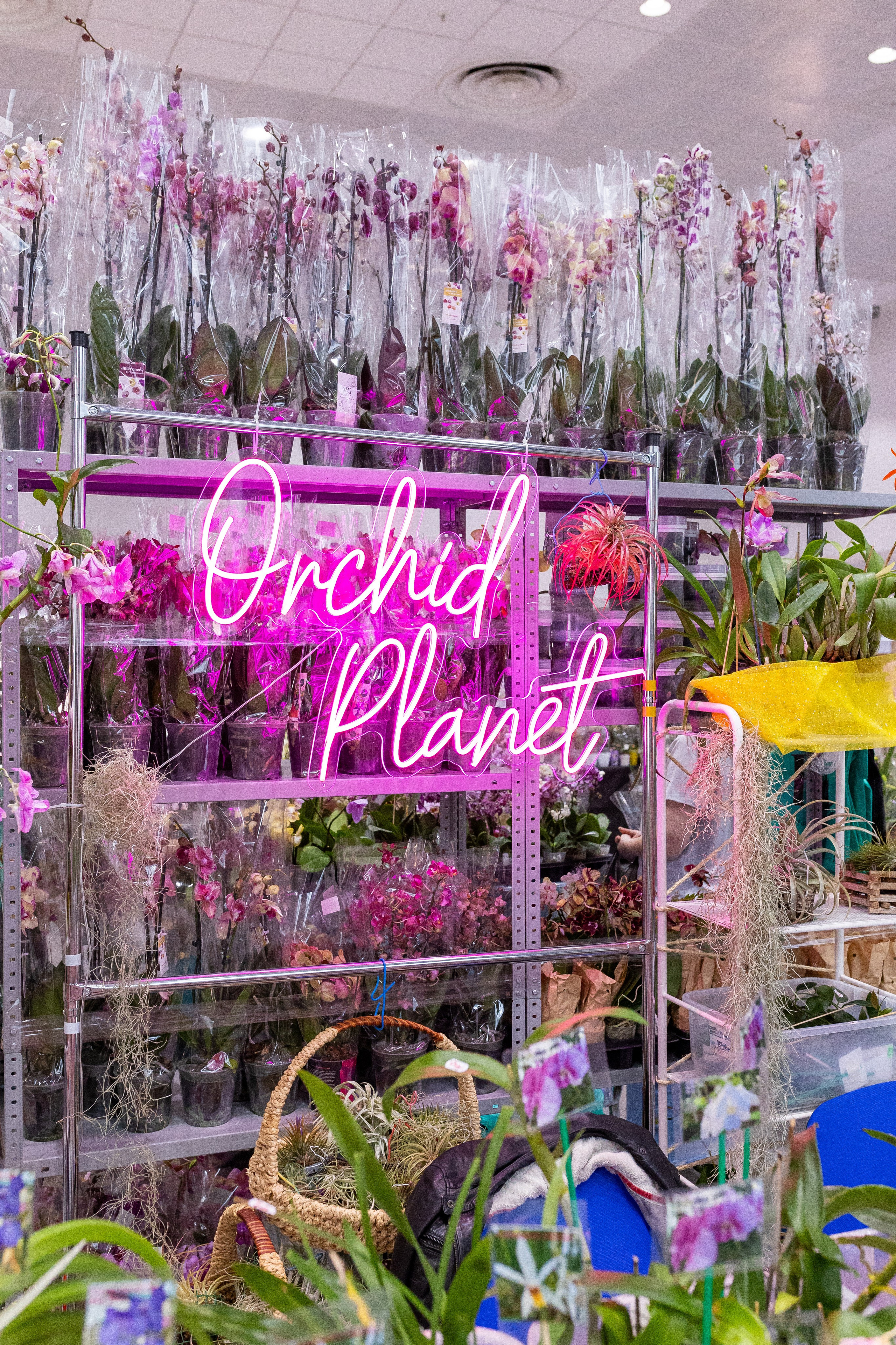 Орхидиум май 2025. Александра Куликова фотограф, Москва