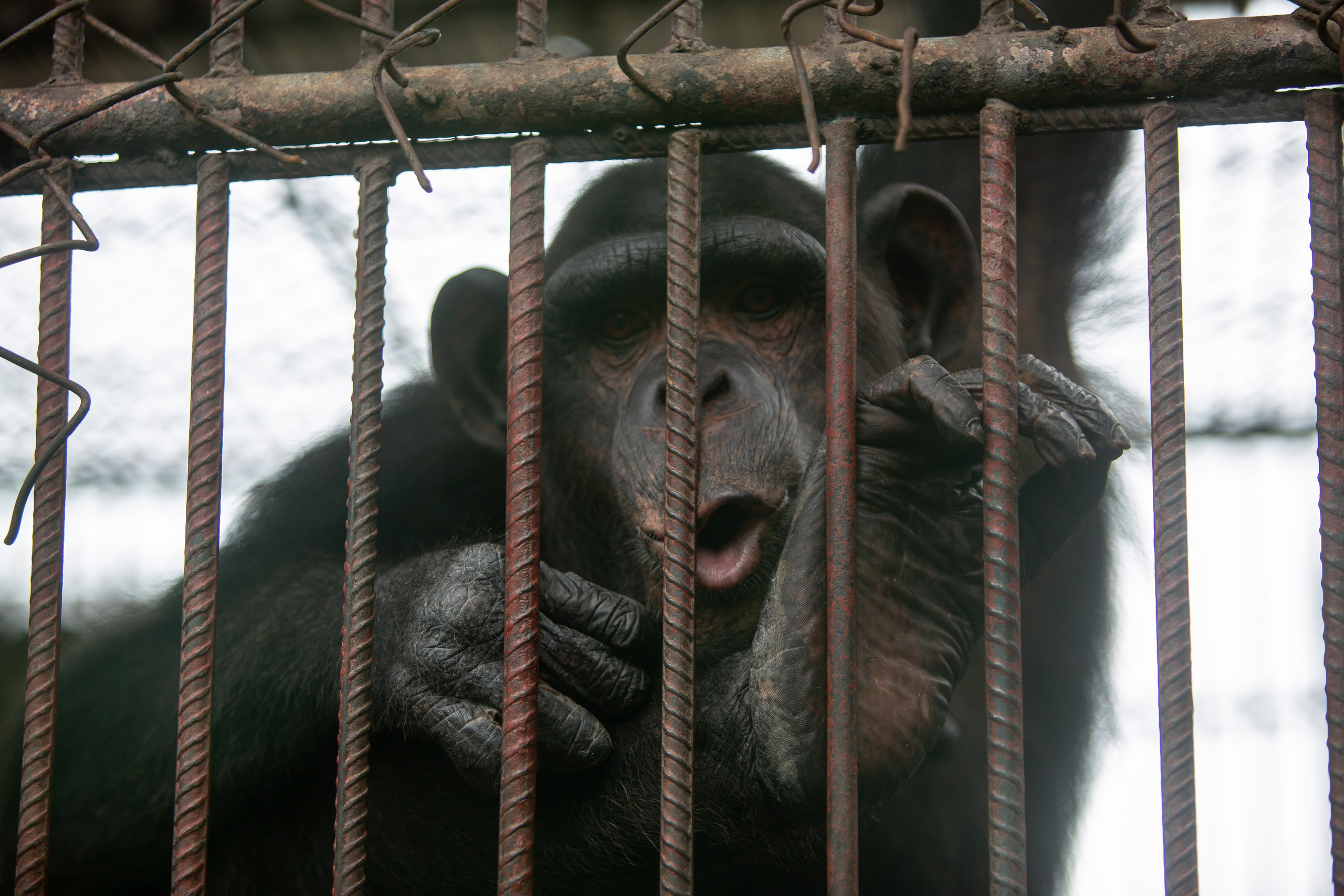 Samut Prakan Crocodile Farm & Zoo. Photographer Sonkina Tatiana (Tanya Ash)