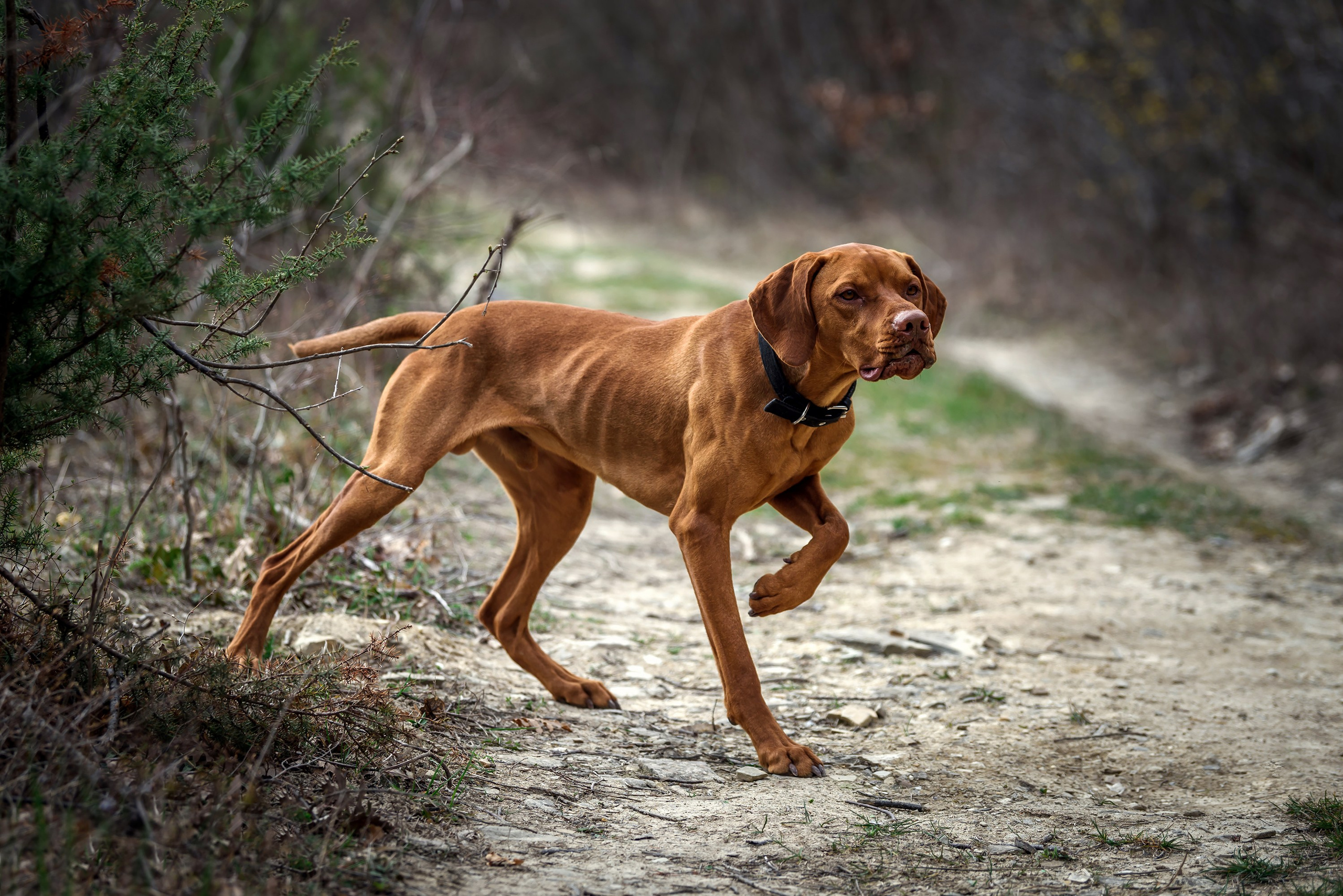 Собака, венгерская выжла