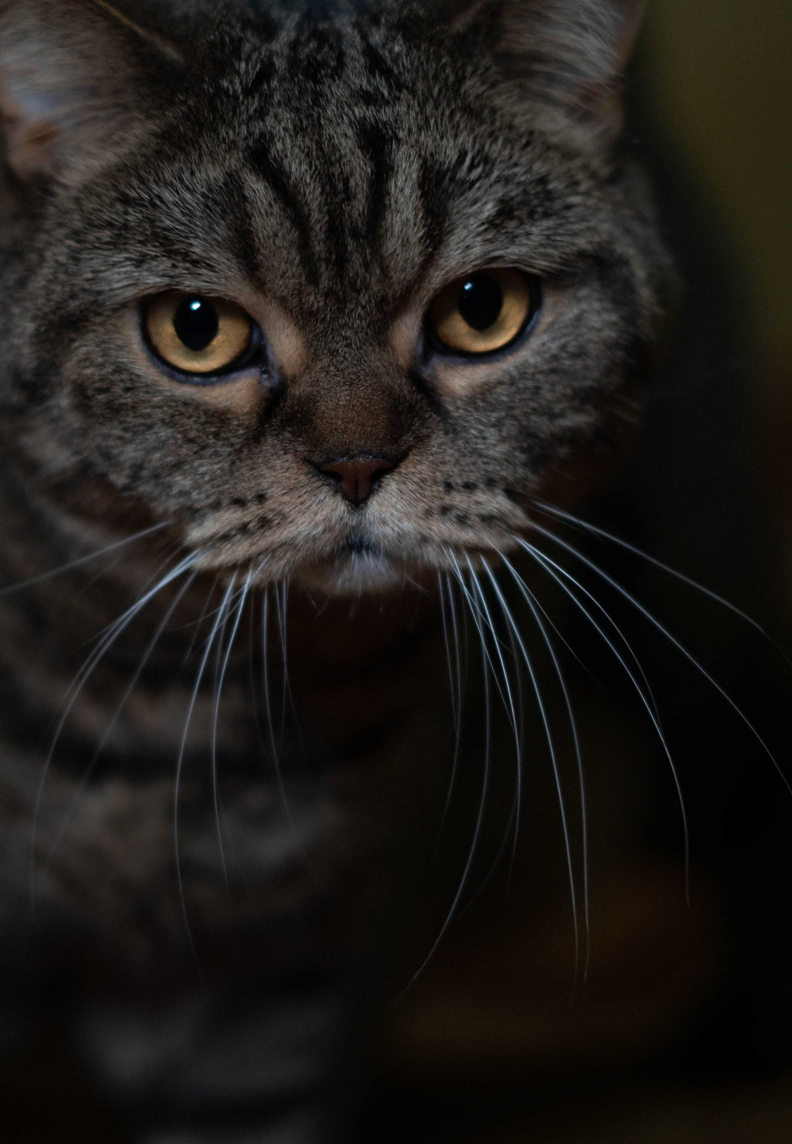 ТёГа. Фотограф Тбилиси / Photographer Tbilisi