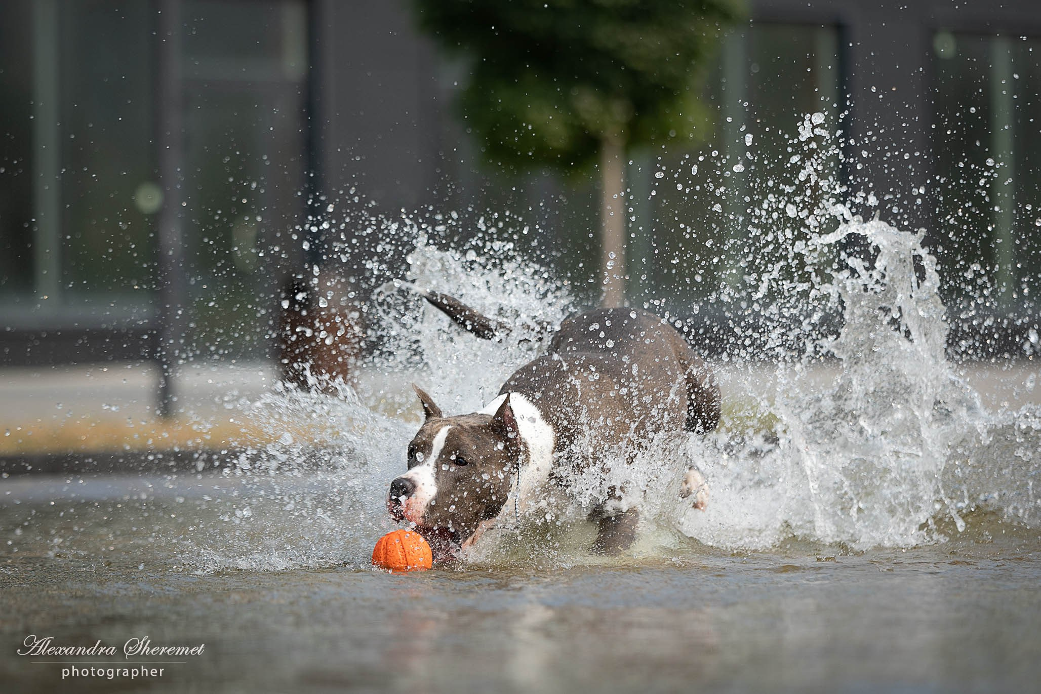 Шерри. Фотограф-анималист Александра Шеремет