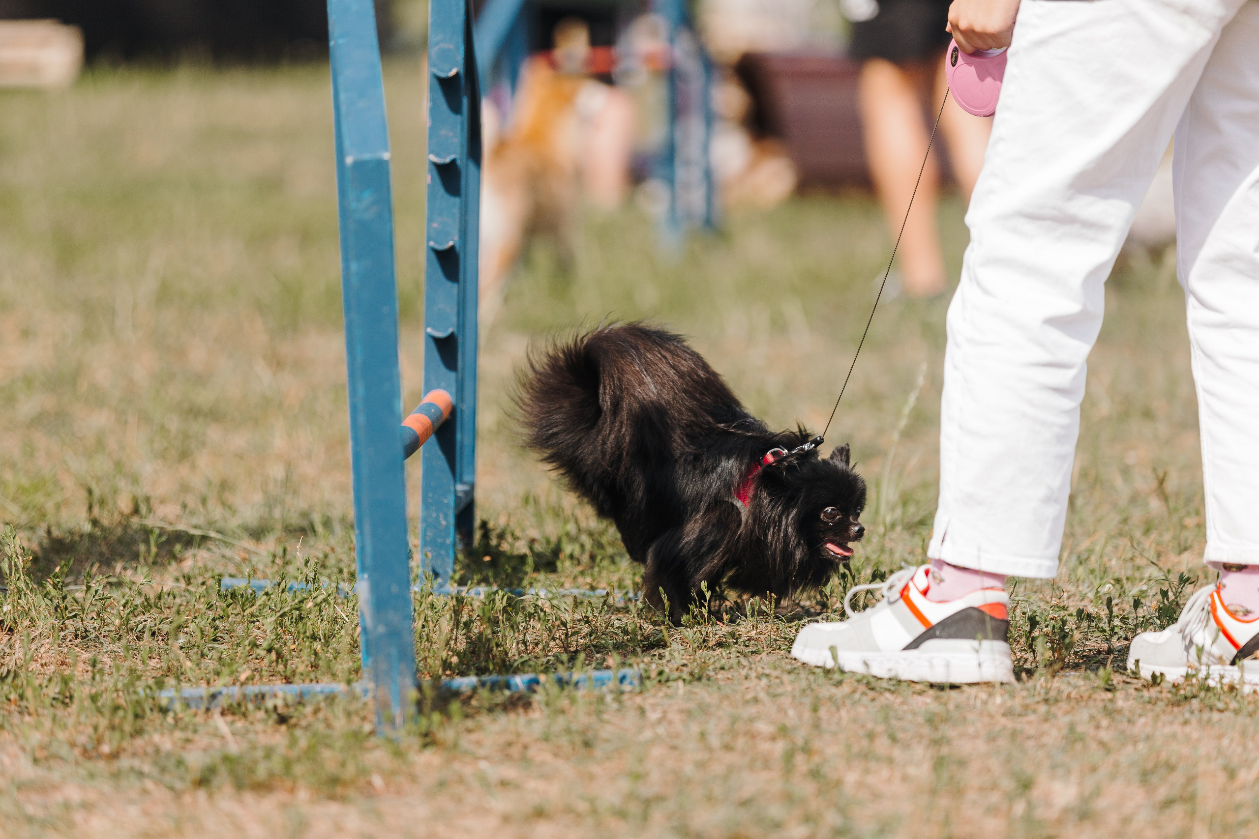 Petshop Sup day. Фотограф анималист Кристина Карпова, Москва