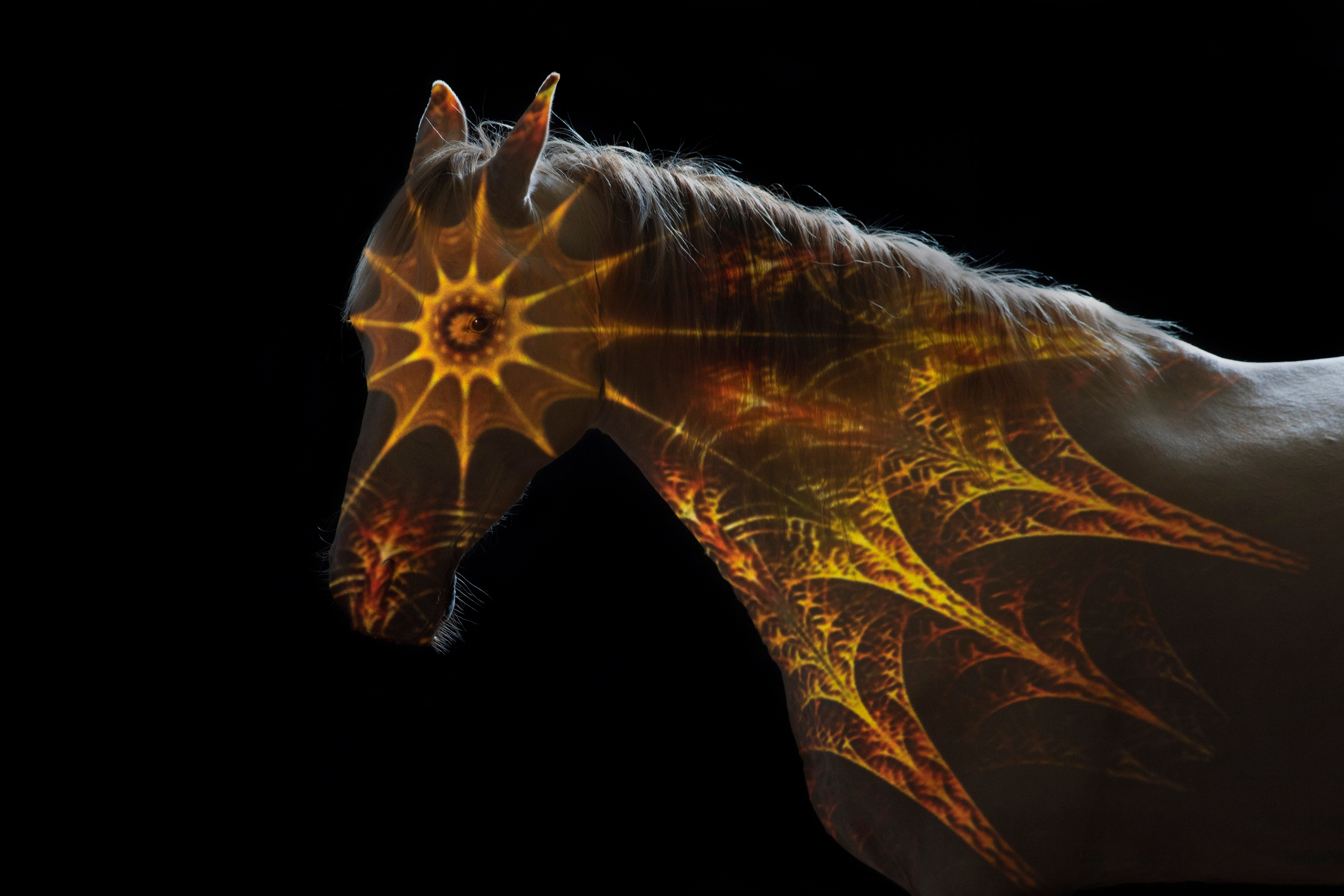 А такое видали?. Балетный фотограф в Москве Галина Молчанова