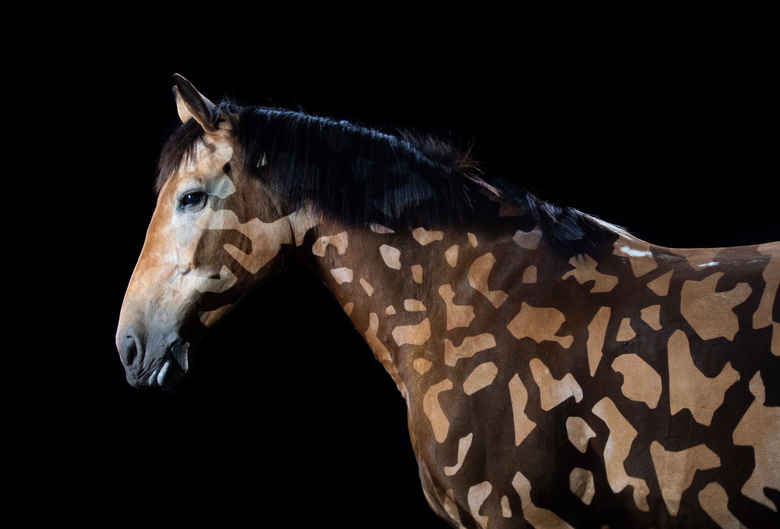 А такое видали?. Балетный фотограф в Москве Галина Молчанова