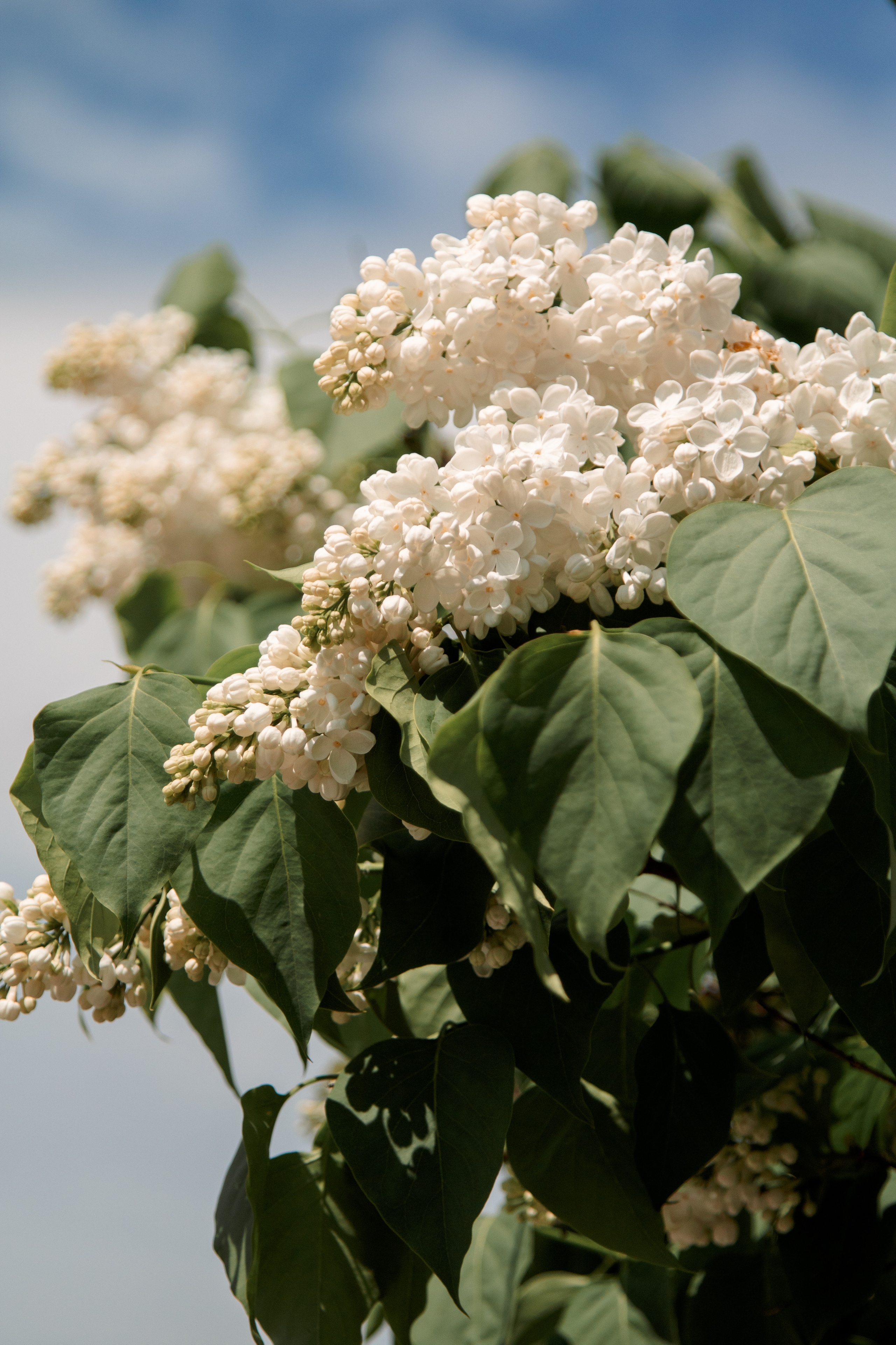 Сиреневый сад. Балетный фотограф в Москве Галина Молчанова