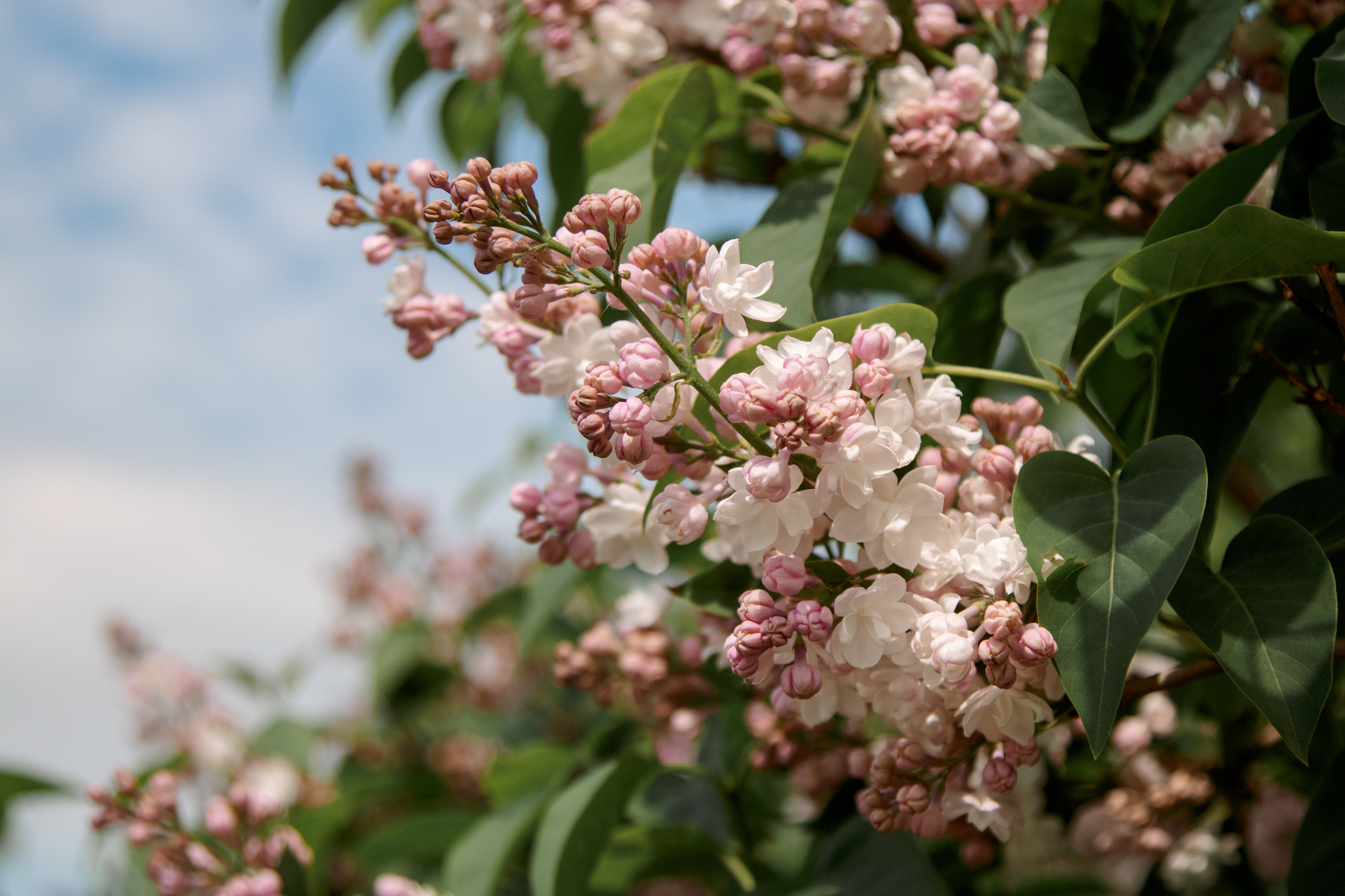 Сиреневый сад. Балетный фотограф в Москве Галина Молчанова