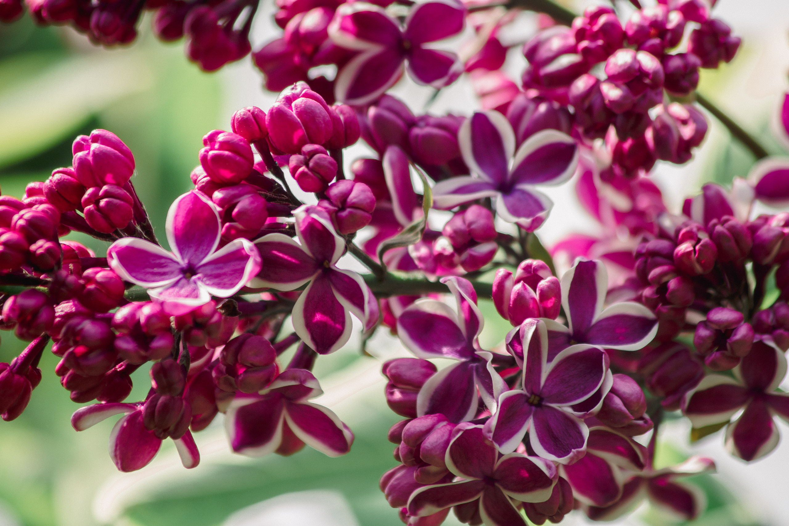 Сиреневый сад. Балетный фотограф в Москве Галина Молчанова