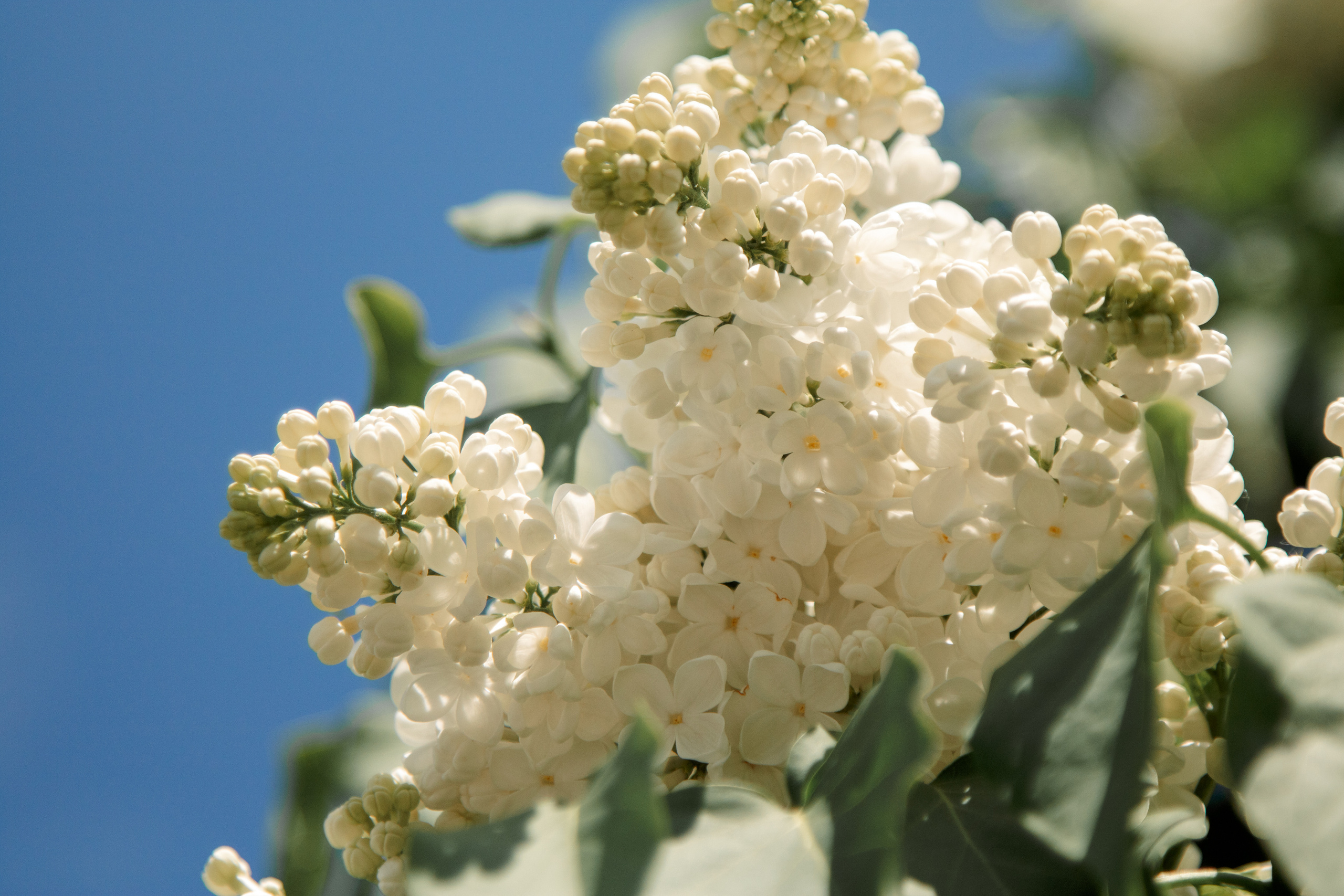 Сиреневый сад. Балетный фотограф в Москве Галина Молчанова
