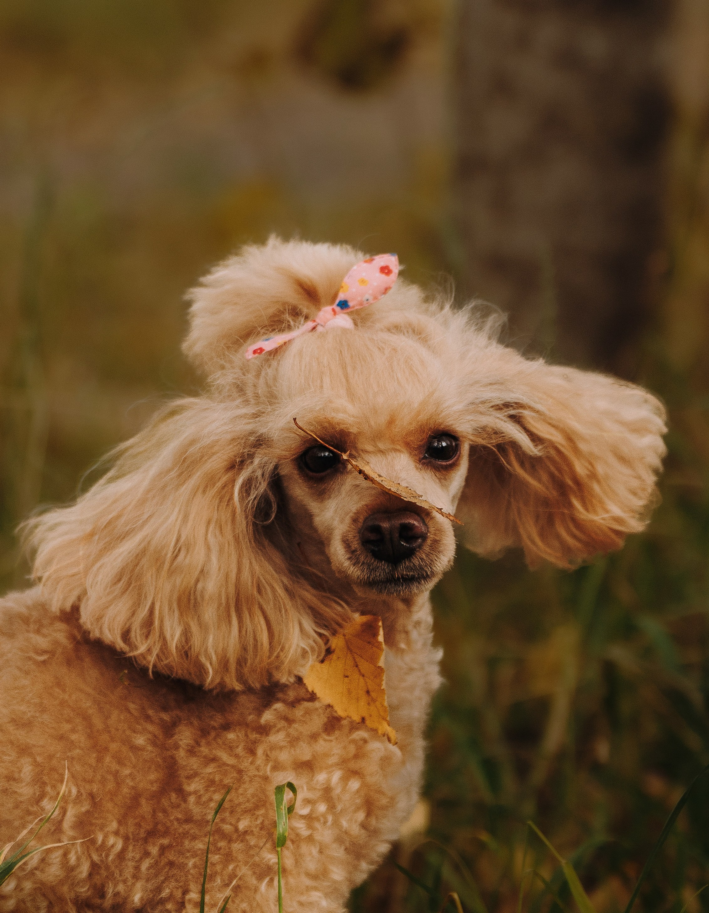 Фотосессия с собакой на пляже. Фотограф анималист в Спб недорого Олеся Майорова