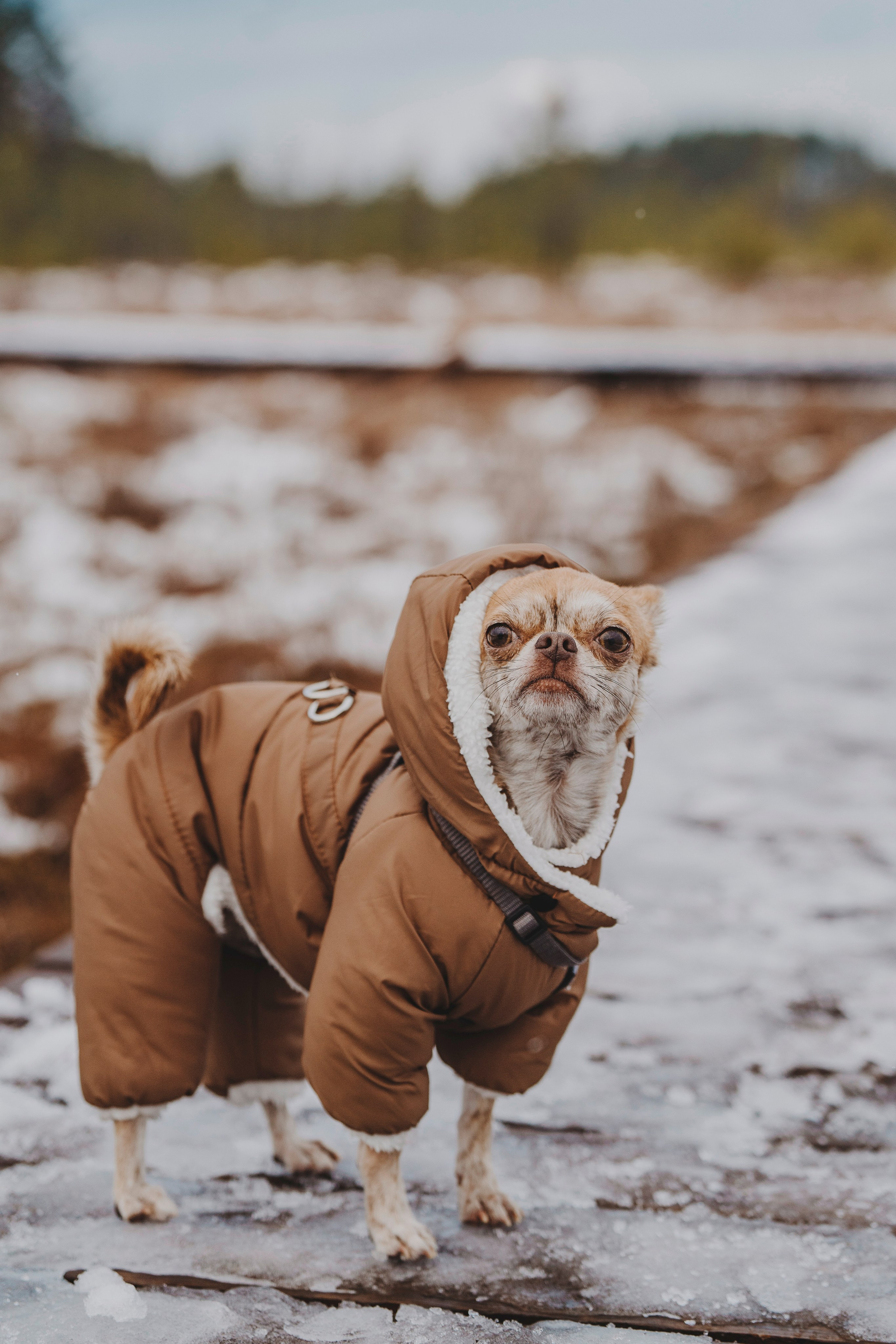 Наталия и Боря. Фотограф анималист в Спб недорого Олеся Майорова