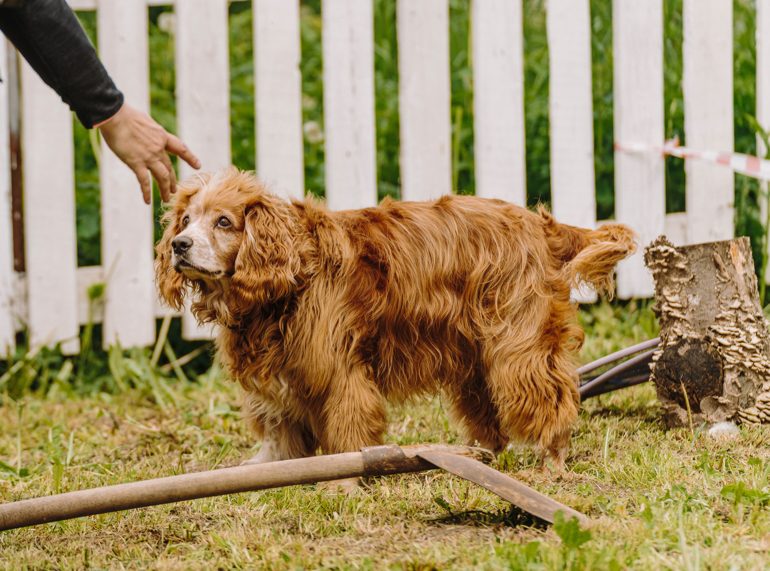 Соревнования по ноузворку. Фотограф анималист в Спб недорого Олеся Майорова