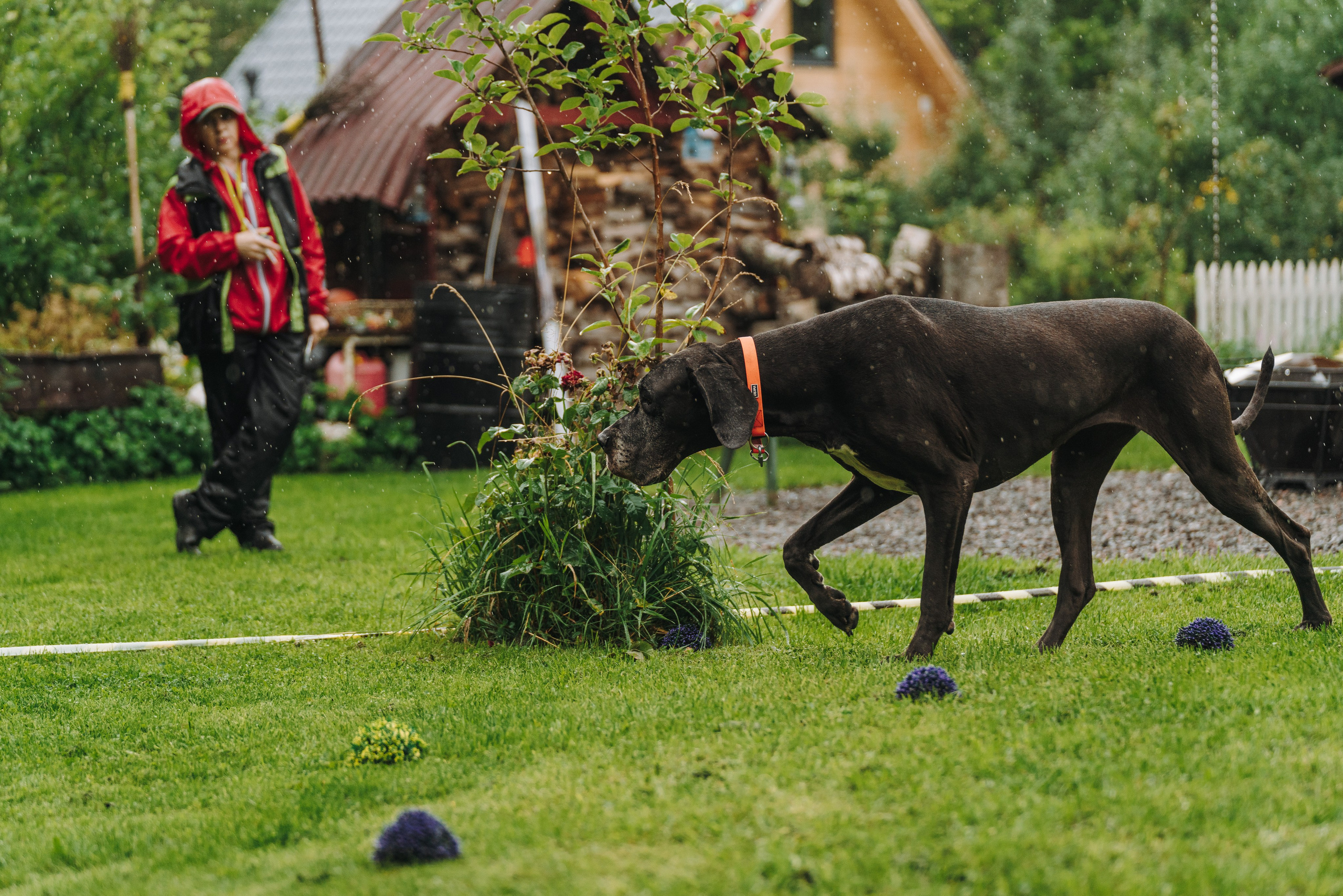 Соревнования по ноузворку в Новожилово. Фотограф анималист в Спб недорого Олеся Майорова