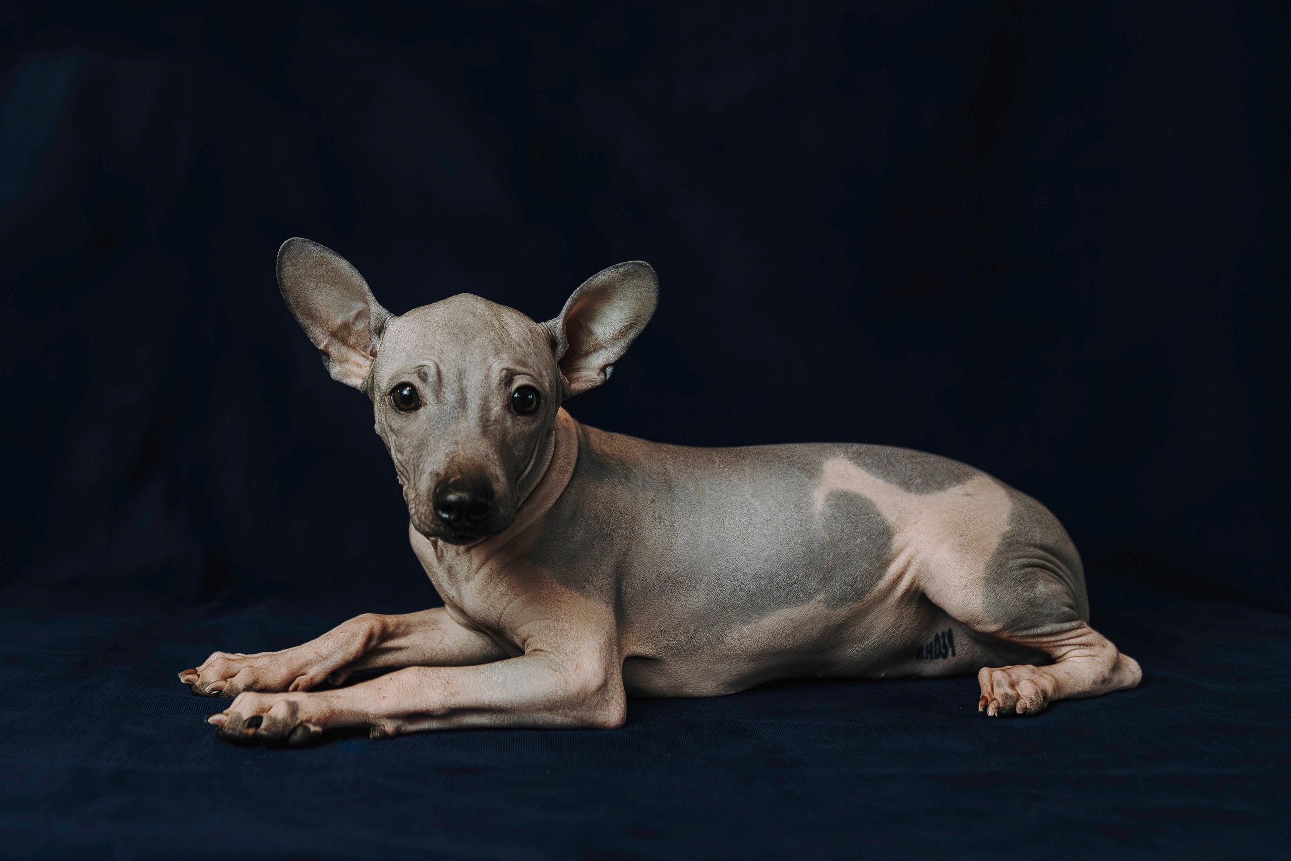 Малыши американского голого терьера. Фотограф анималист в Спб недорого Олеся Майорова