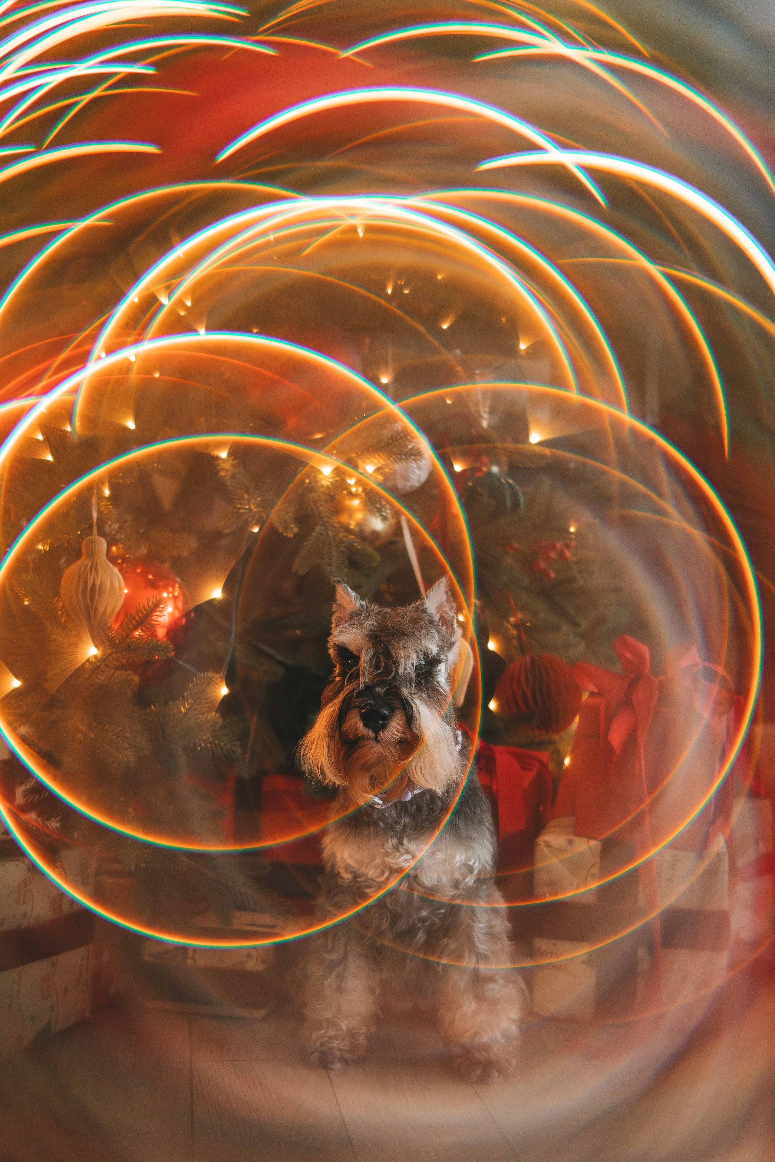 Ольга и Сатори. Фотограф анималист в Спб недорого Олеся Майорова