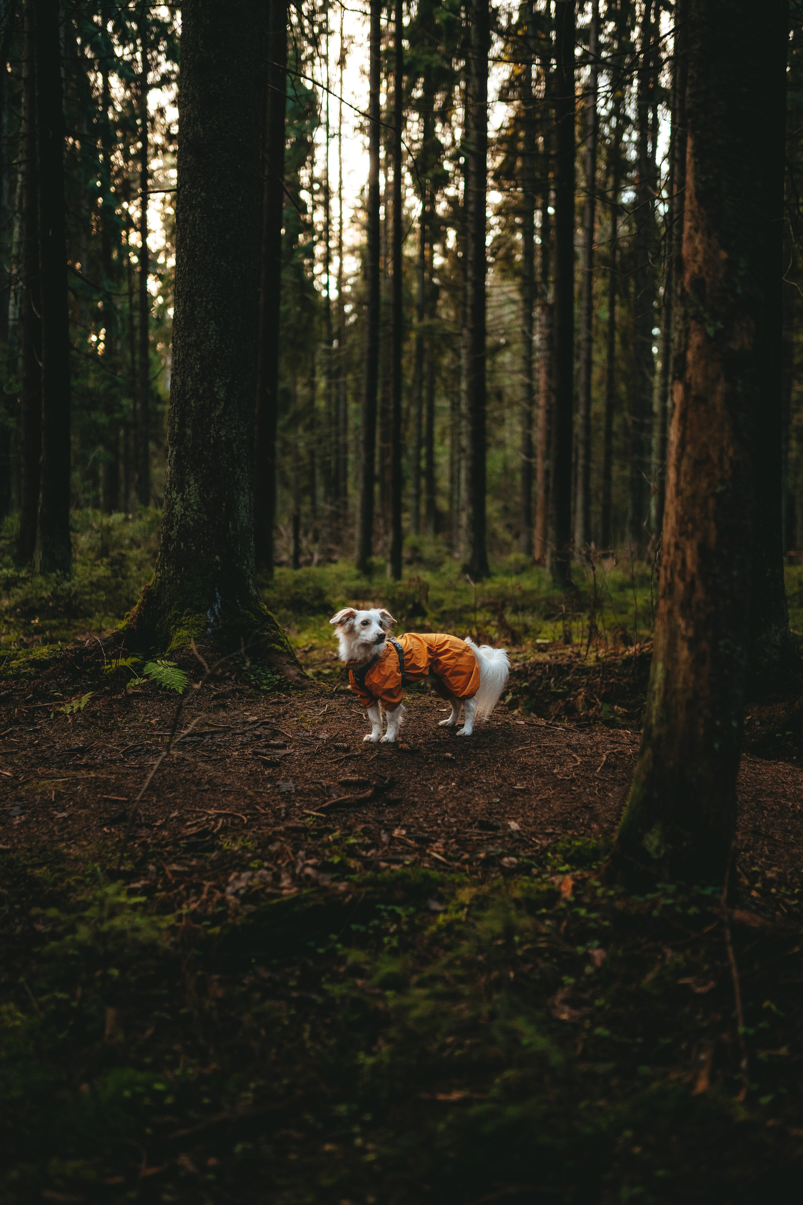 Бруно, Алена и Антон. Фотограф анималист в Спб недорого Олеся Майорова