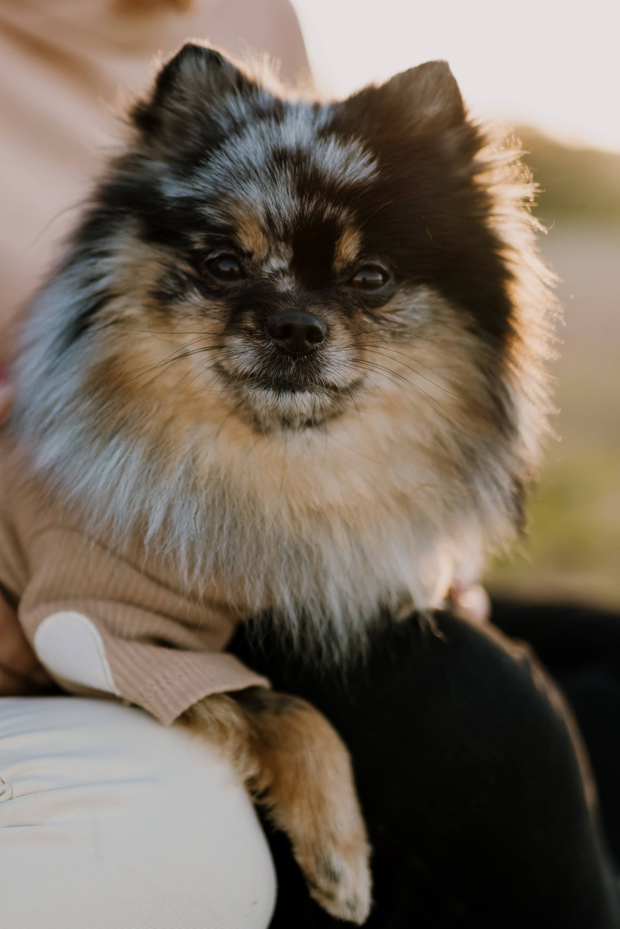 Семейная фотосессия с двумя собаками на закате. Фотограф анималист в Спб недорого Олеся Майорова