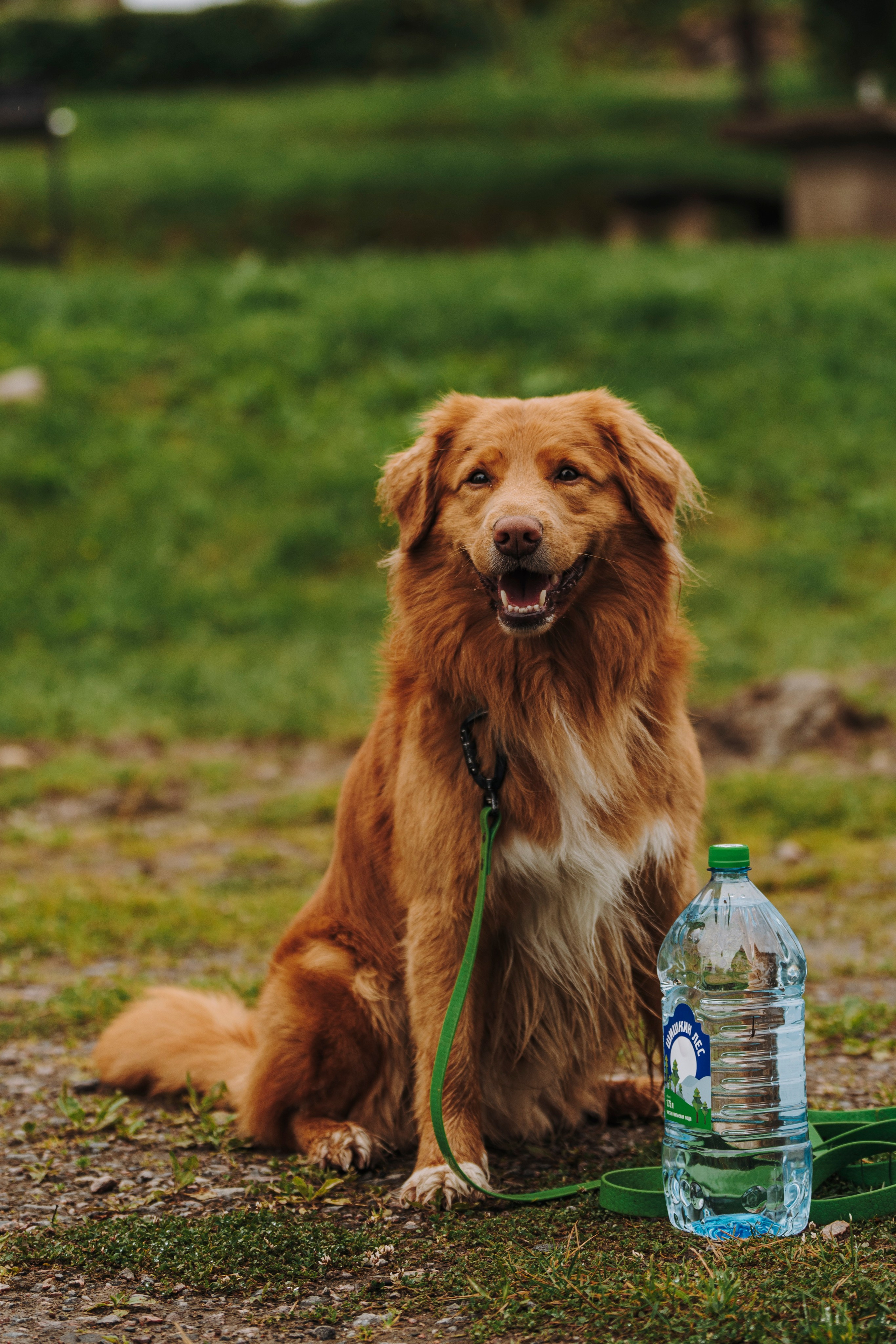 Катание на сапах с собаками. Фотограф анималист в Спб недорого Олеся Майорова