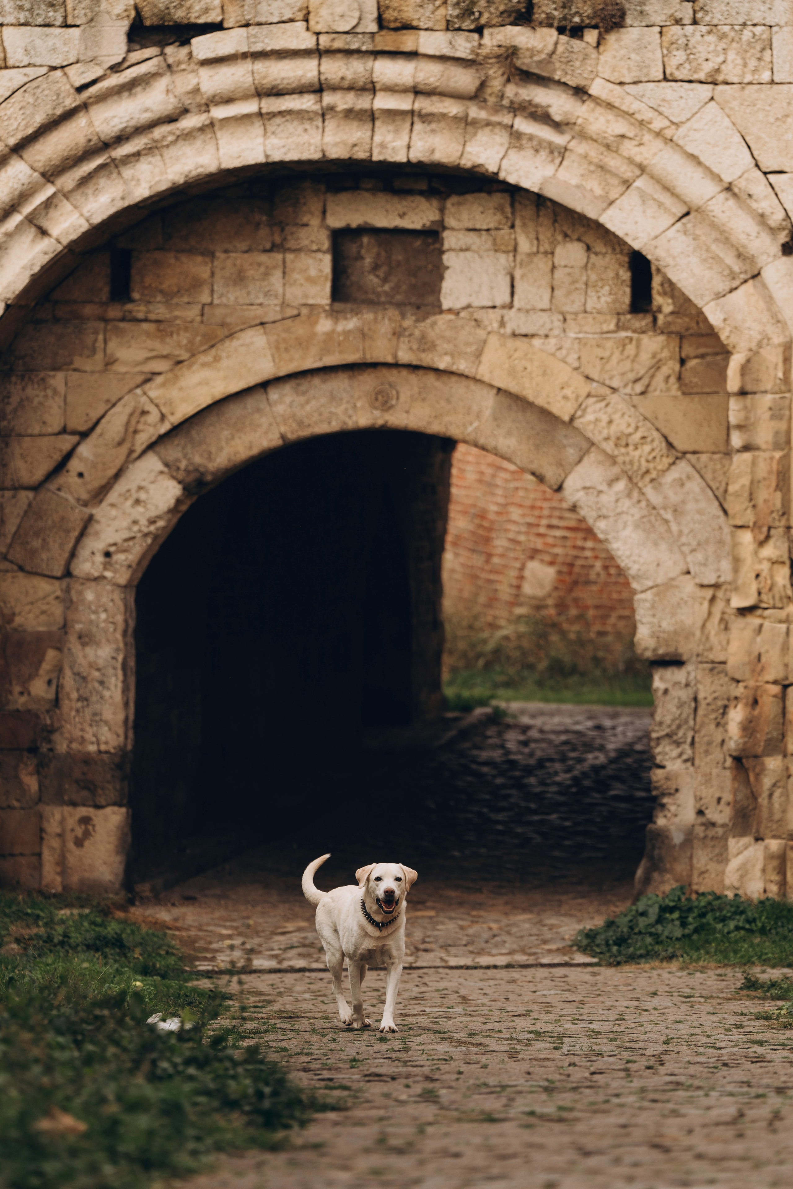 Вати, Лена и Леван. Фотограф анималист в Спб недорого Олеся Майорова