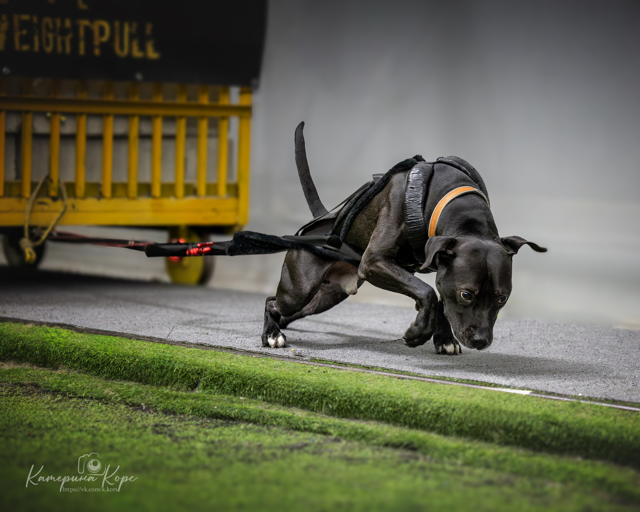 Спорт. Главная