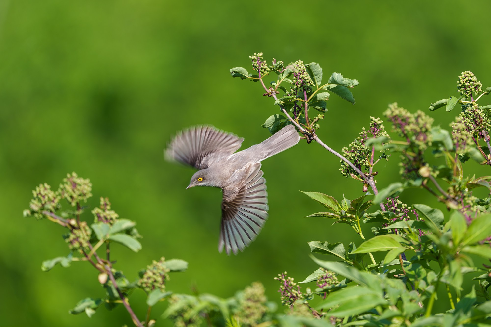 Удивительные мир птиц. Вокруг нас столько прекрасного — присмотритесь!. Ваш личный фотограф Марина Волкова