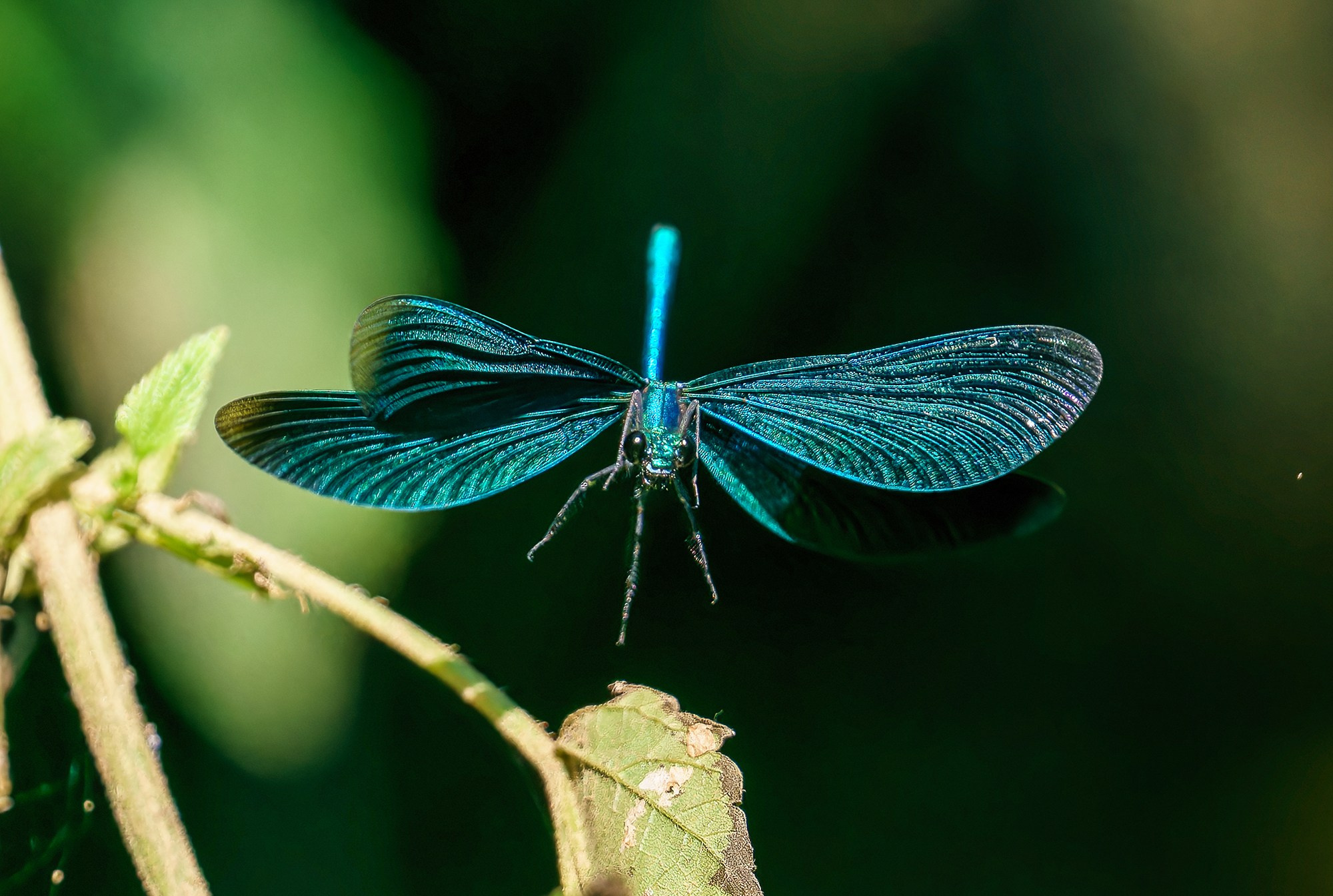 Макросъёмка. Ваш личный фотограф Марина Волкова