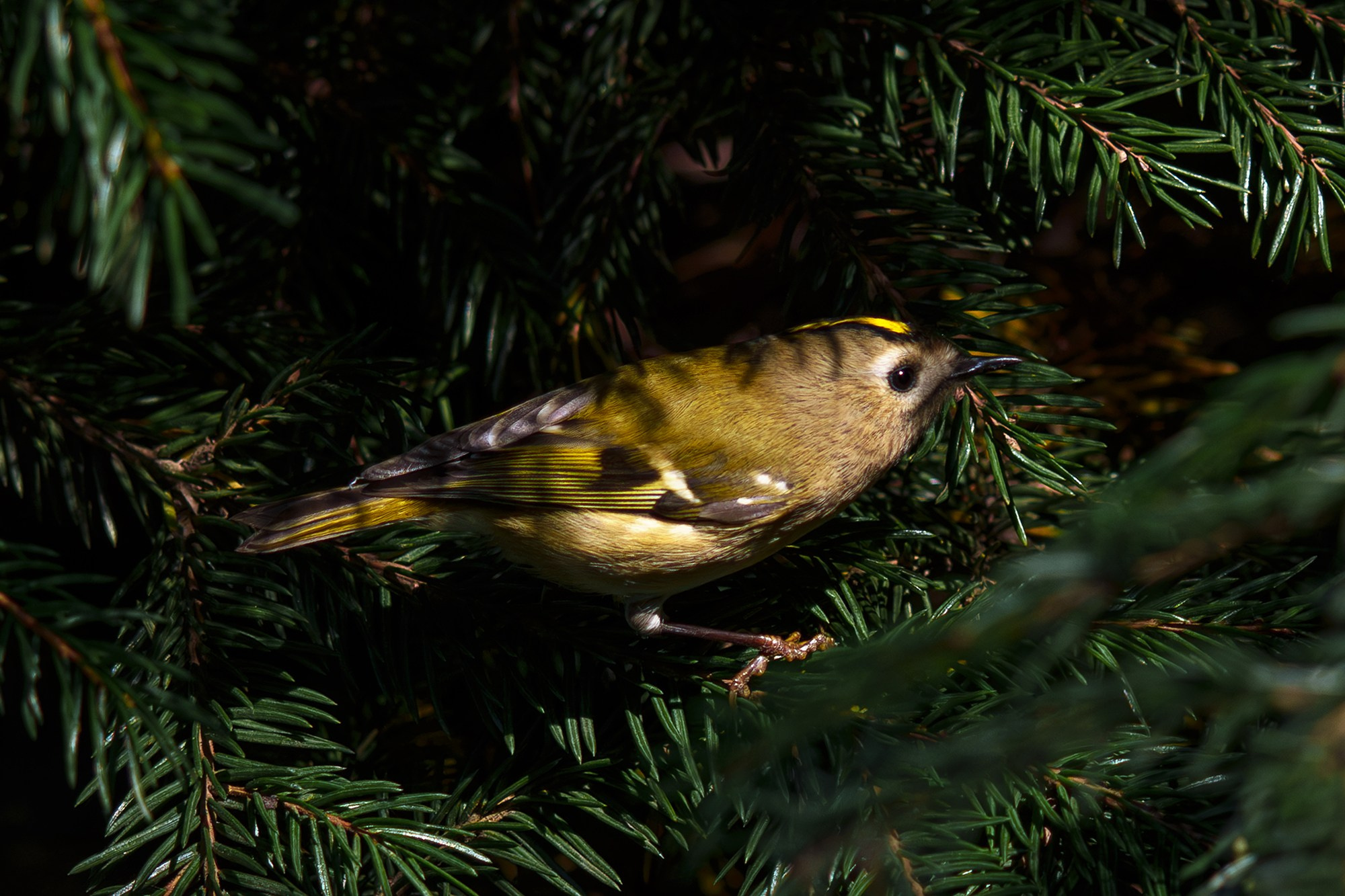 Удивительные мир птиц. Вокруг нас столько прекрасного — присмотритесь!. Ваш личный фотограф Марина Волкова