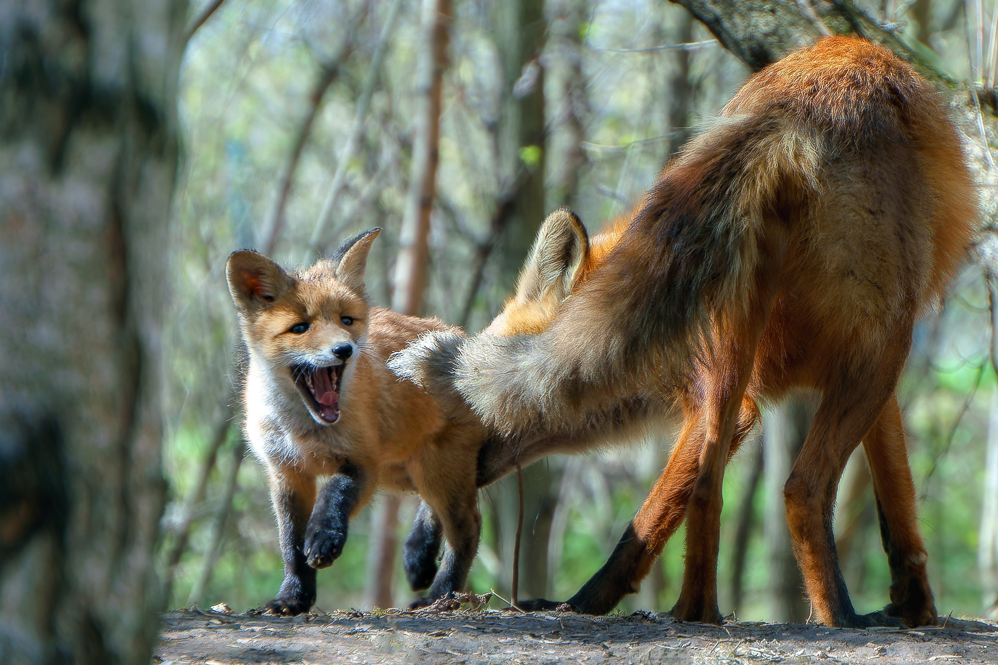 Животные. Ваш личный фотограф Марина Волкова