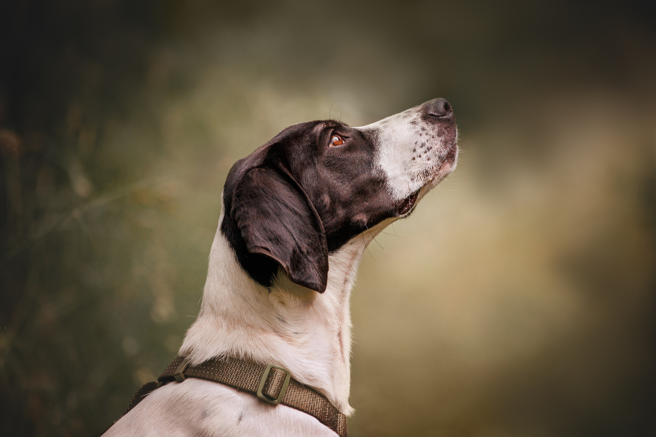 Собаки. Портреты. Irenephoto.ru