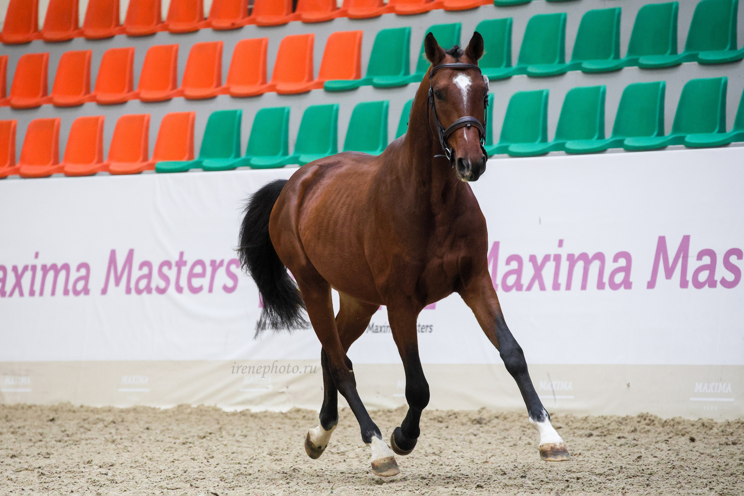 Конная Россия 2024. Irenephoto.ru