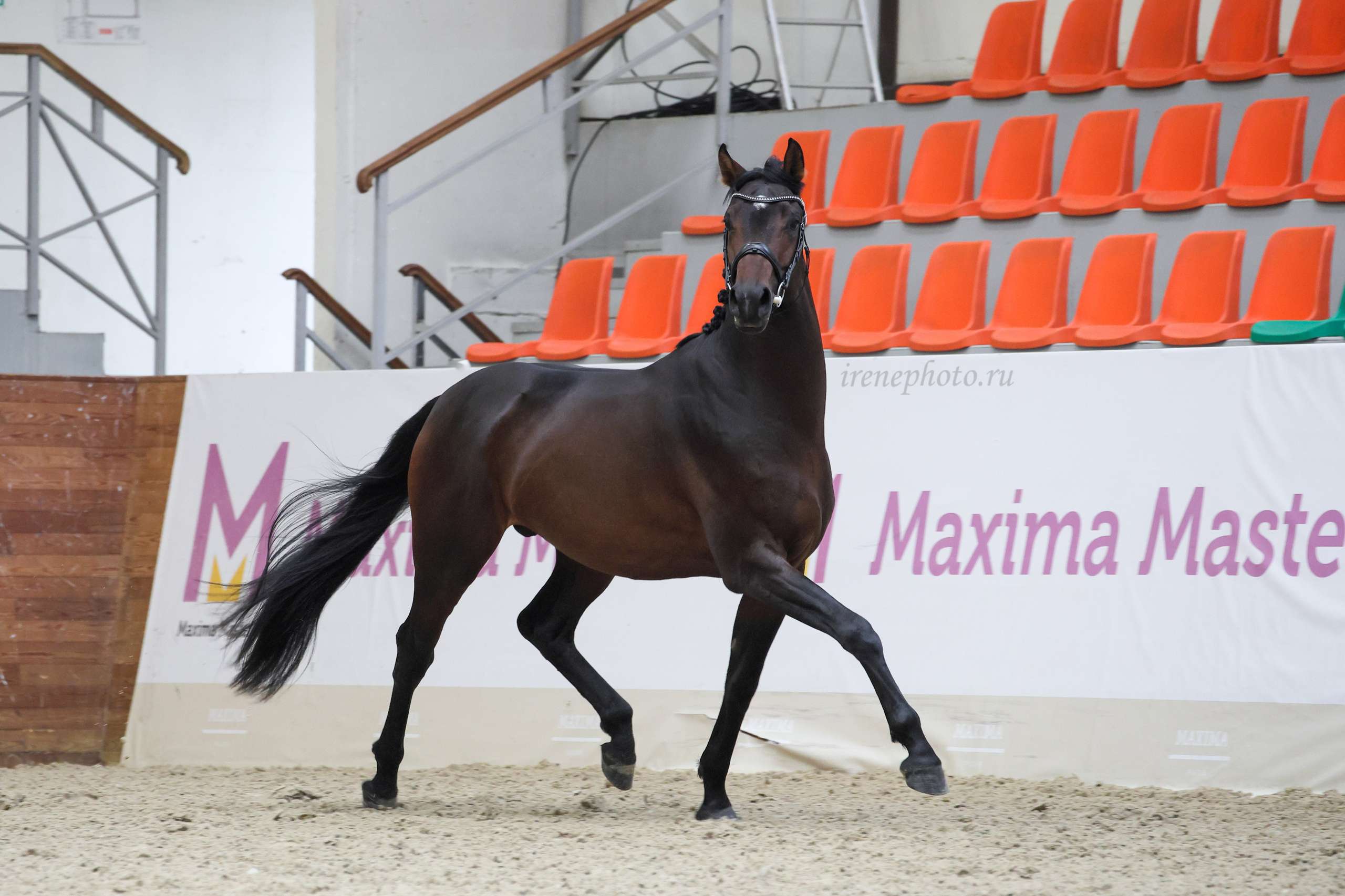 Конная Россия 2024 Оценка двигательных качеств. Irenephoto.ru