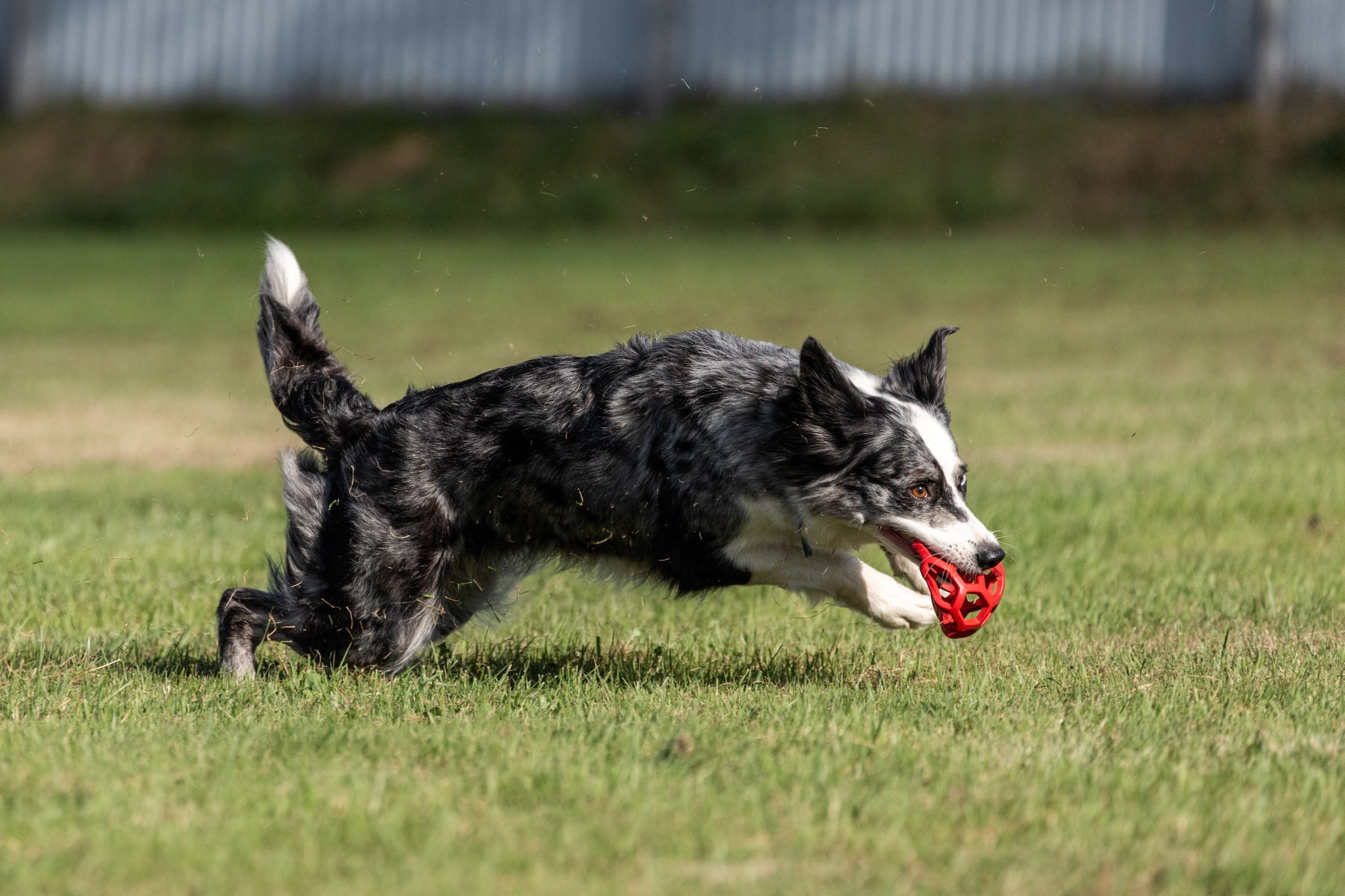 Дог-фризби. Irenephoto.ru