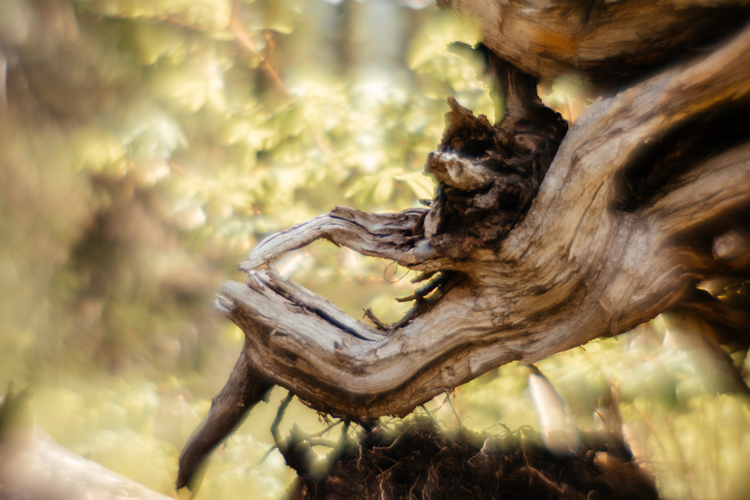 Ловец снов. Фотограф в Красноярске Оксана Корчагина