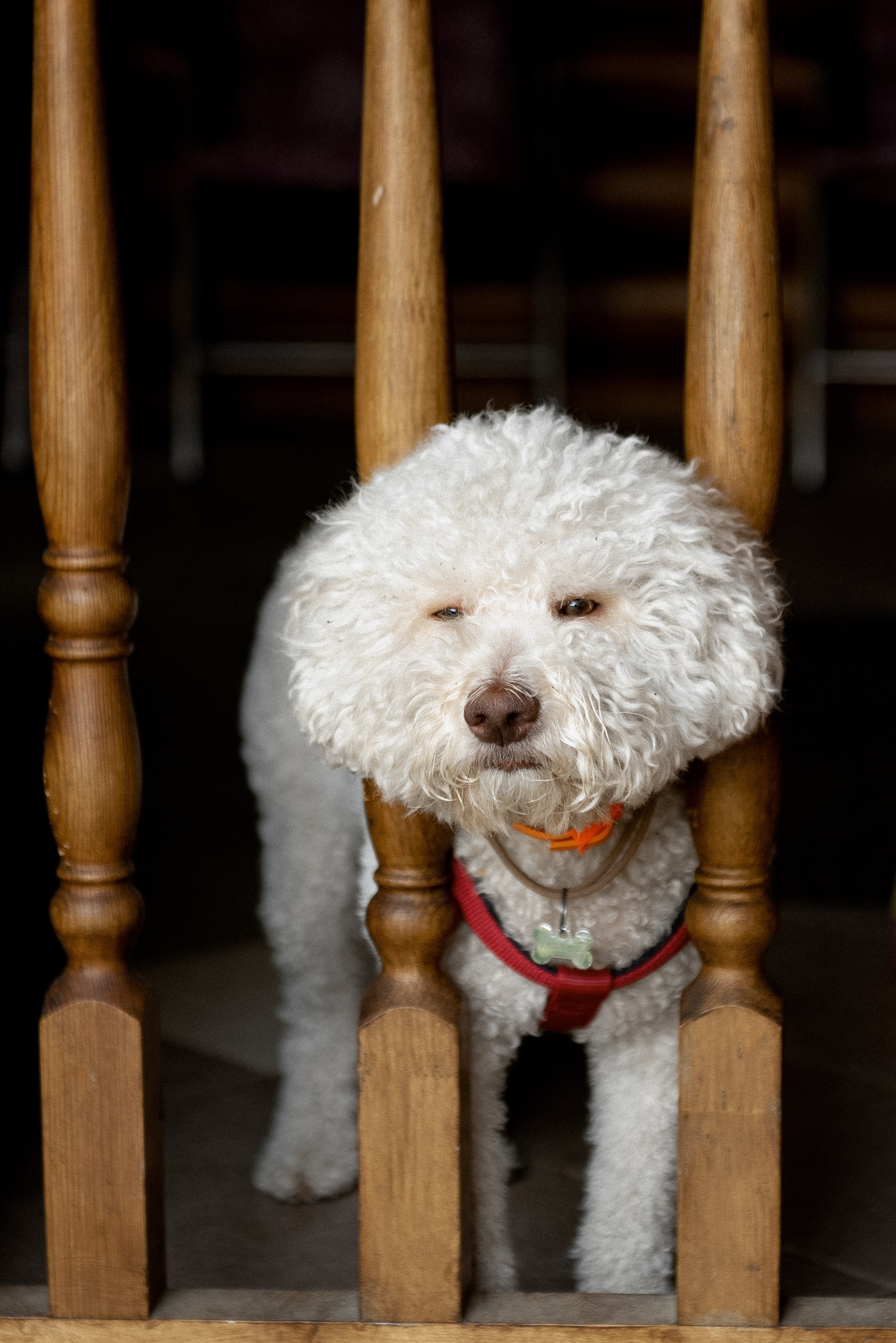 Анна и Дэвид. Свадебный и семейный фотограф Ракитин Илья