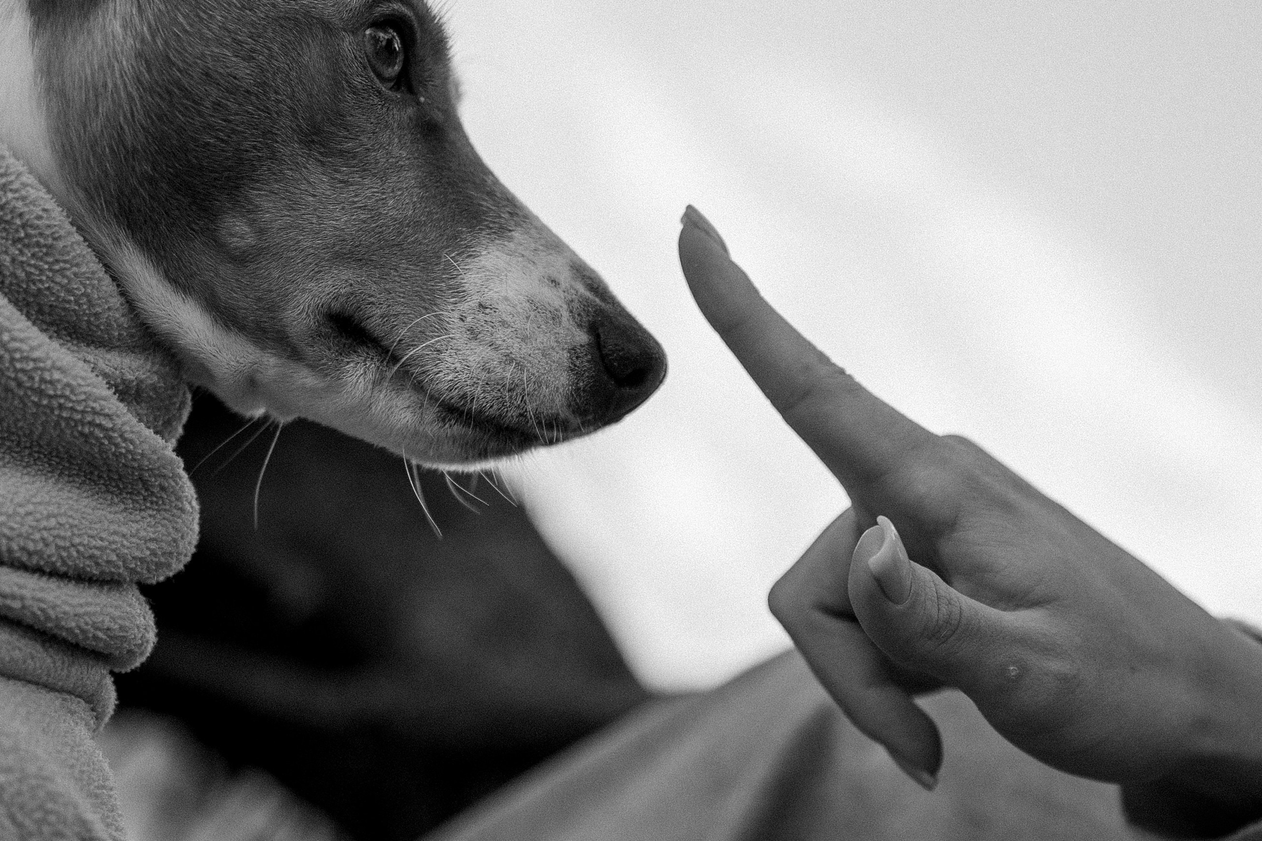 Алиса и Лео. Фотограф — Анималист | Санкт-Петербург