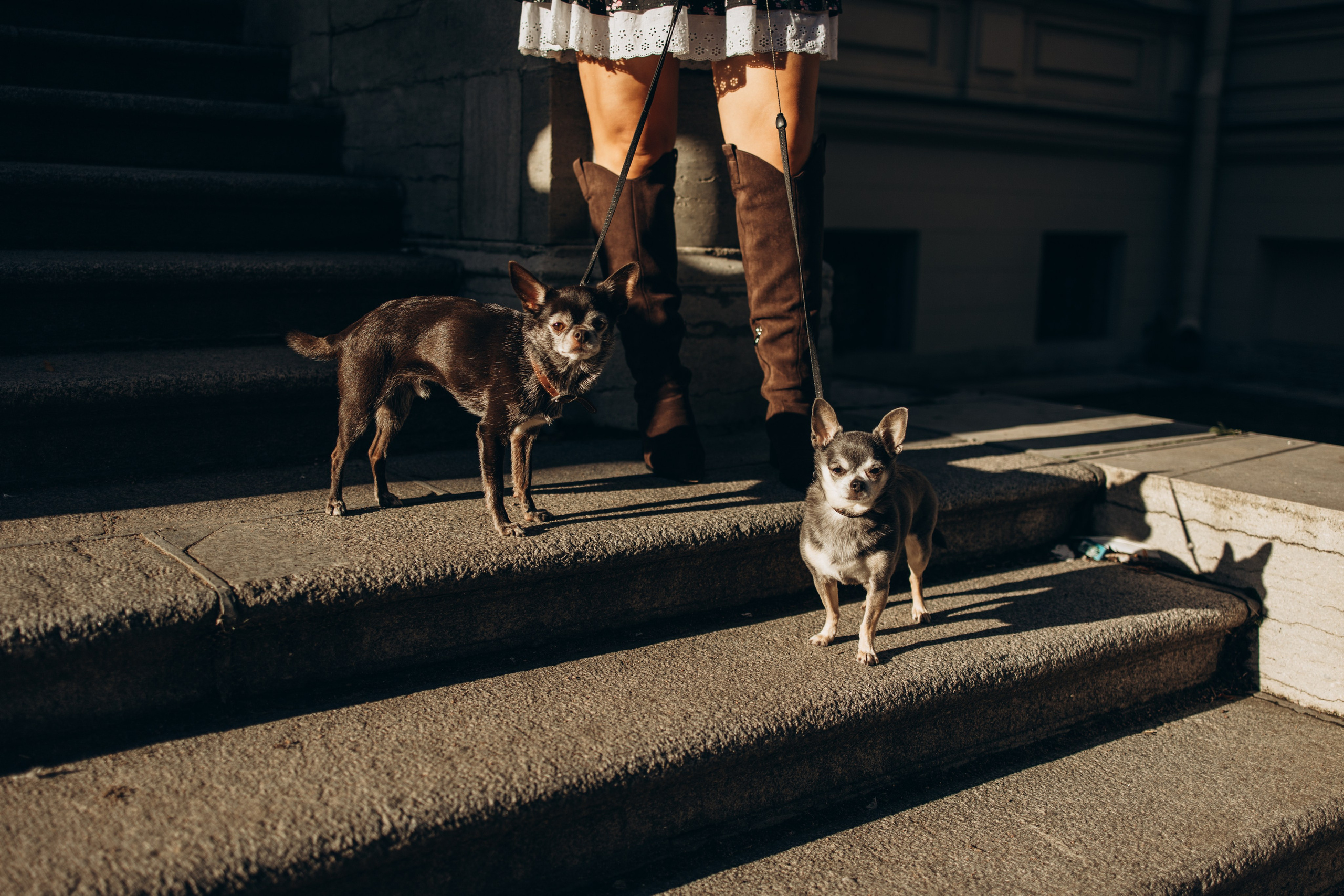 Даша и ее мальчики. Фотограф — Анималист | Санкт-Петербург