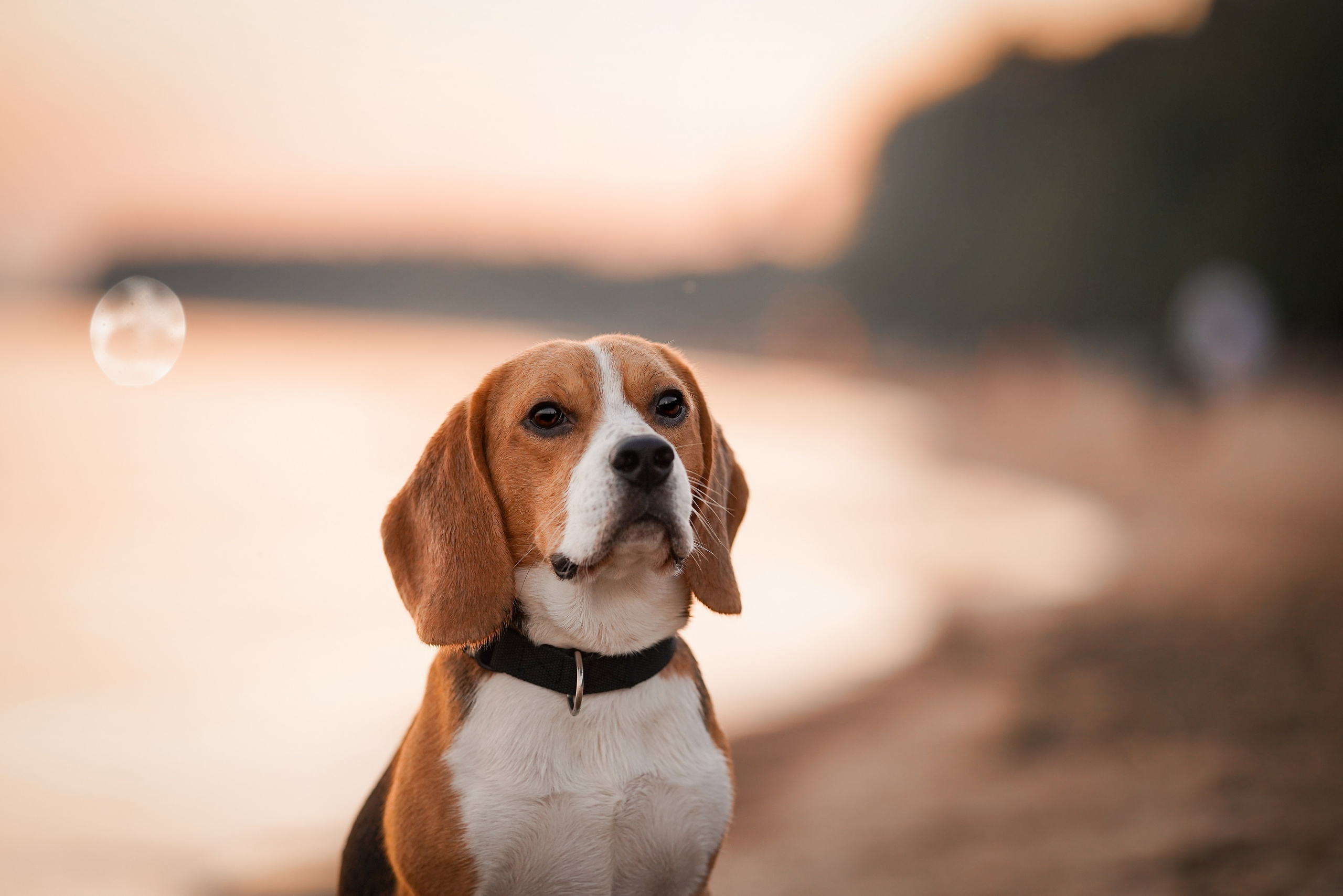 Оля Леша и Ричард. Фотограф-анималист в Санкт-Петербурге Яна Мартынова