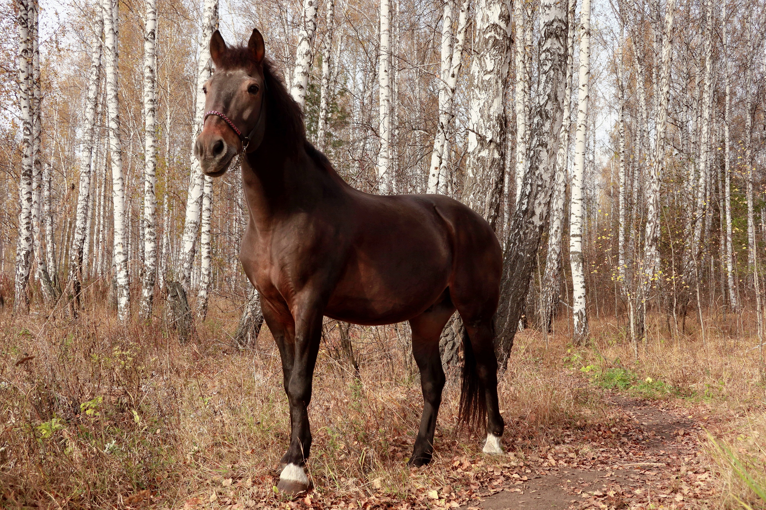 Галерея. Фотохудожник Светлана Финадеева. Челябинск