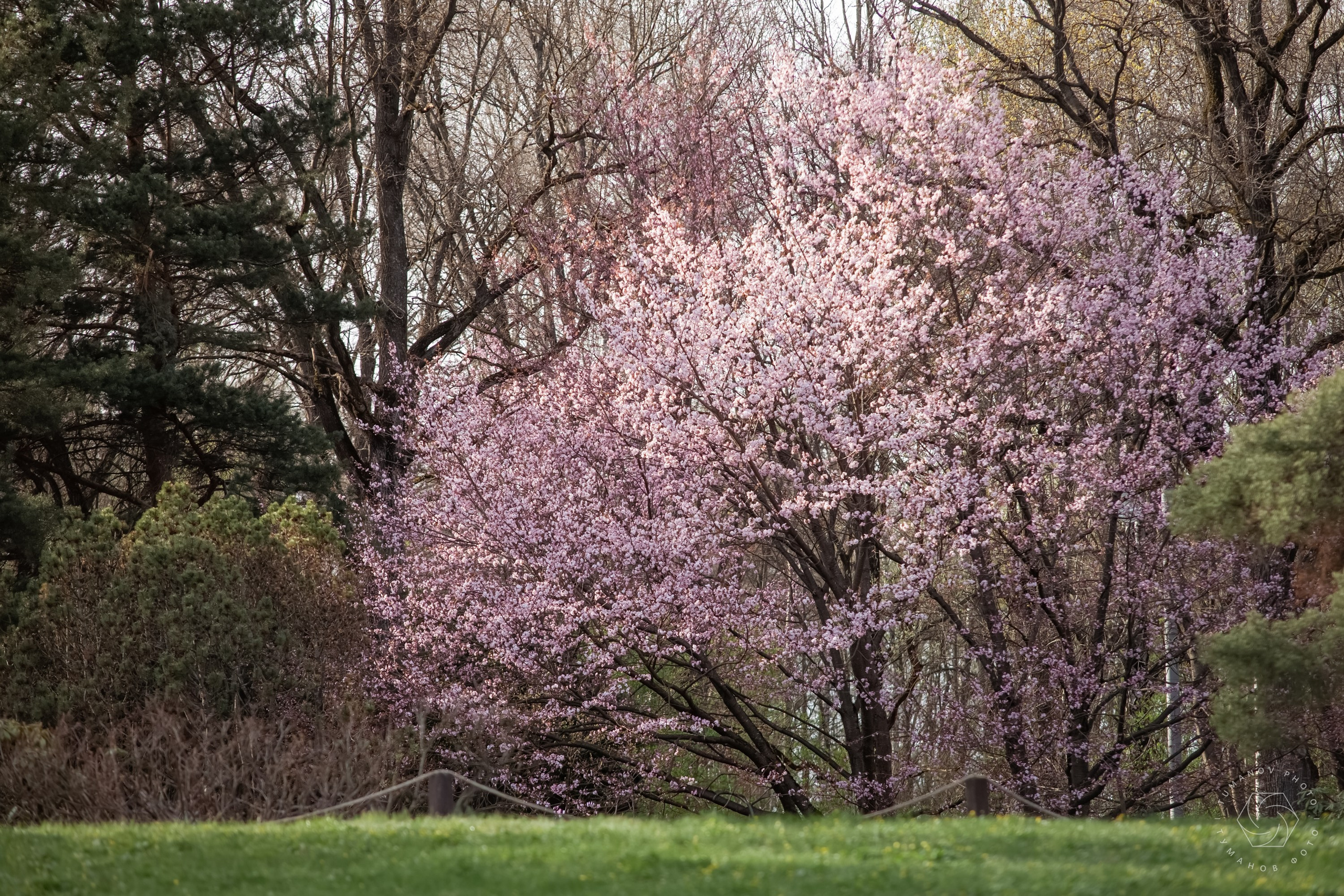 Первые дни ханами в Японском саду, который находится в Ботаническом саду им. Н. В. Цицина. Туманов Виталий — фотограф Москва