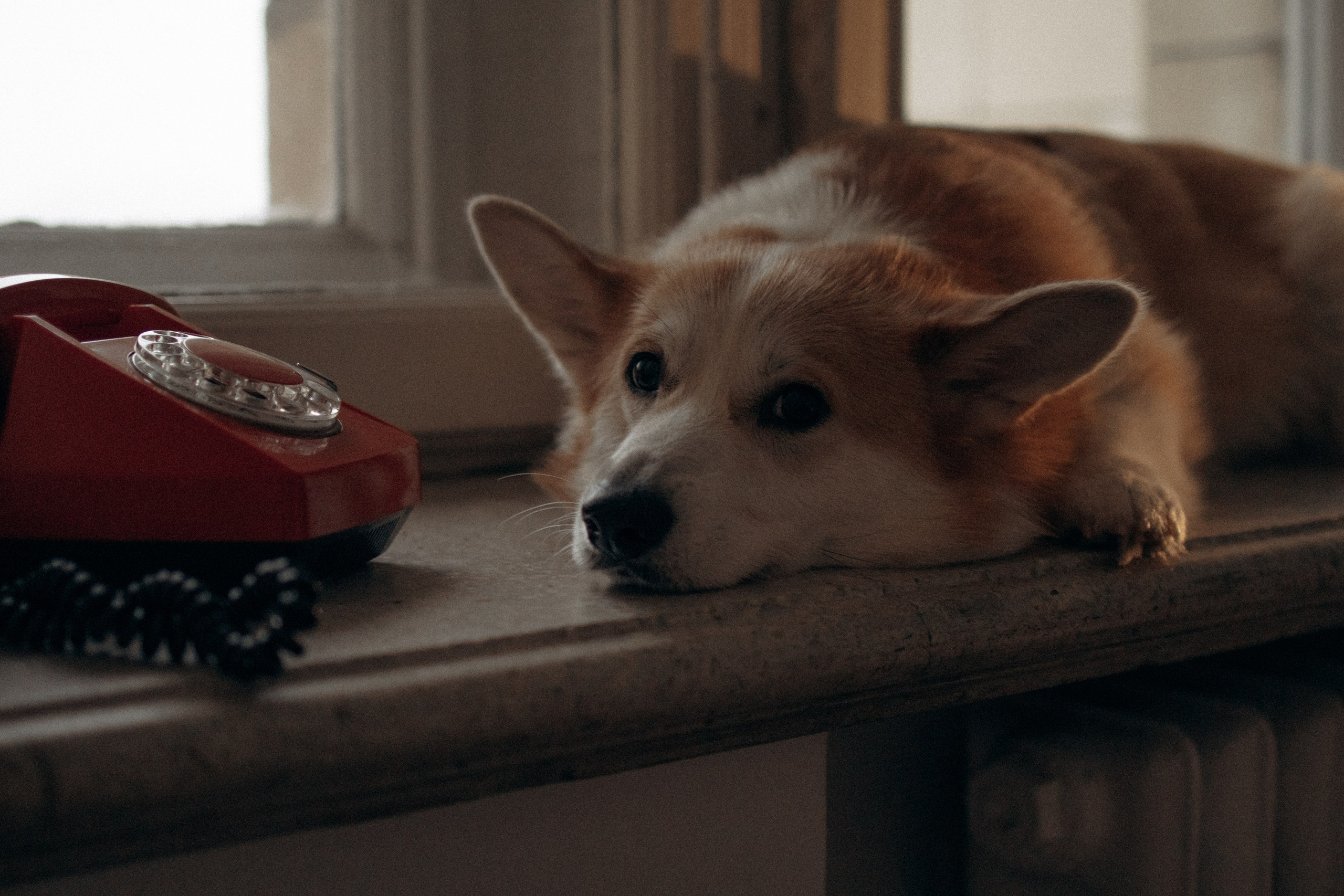 Ронни и Жанна. Фотораф — анималист Мария Шистка