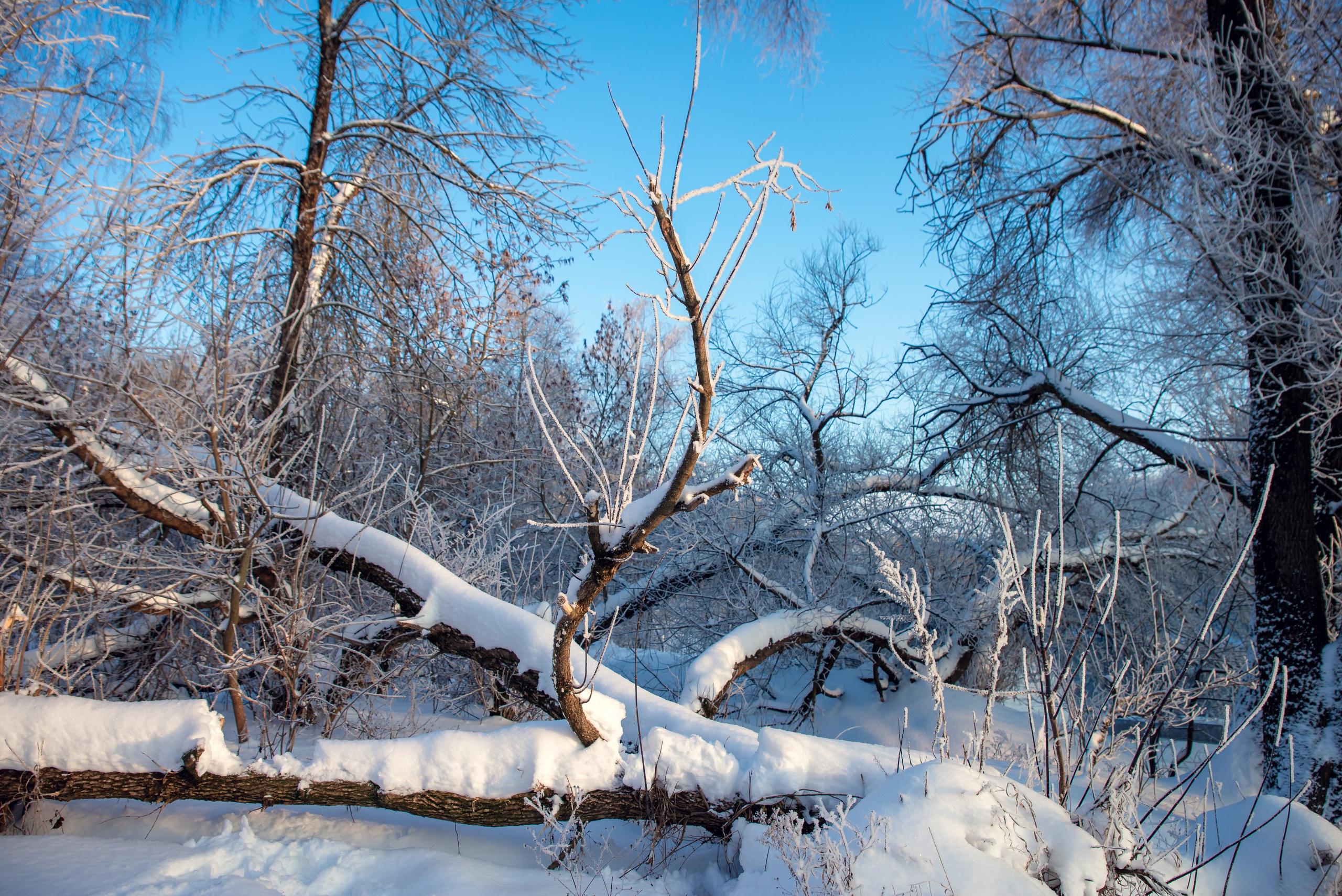 Зимушка зима. Фотограф Крещение Венчание Москва