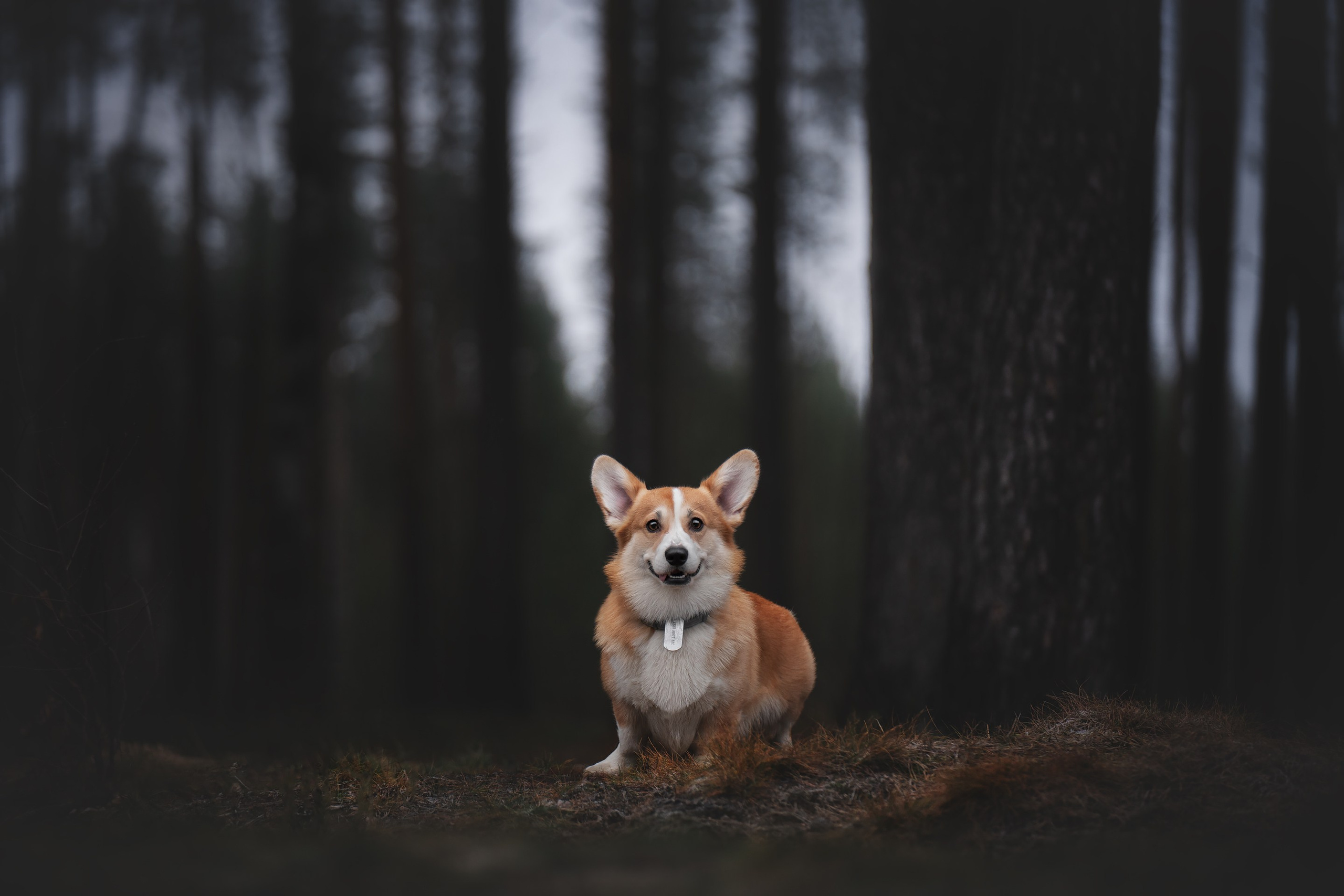 Лис. Фотограф анималист Осипчикова Мария